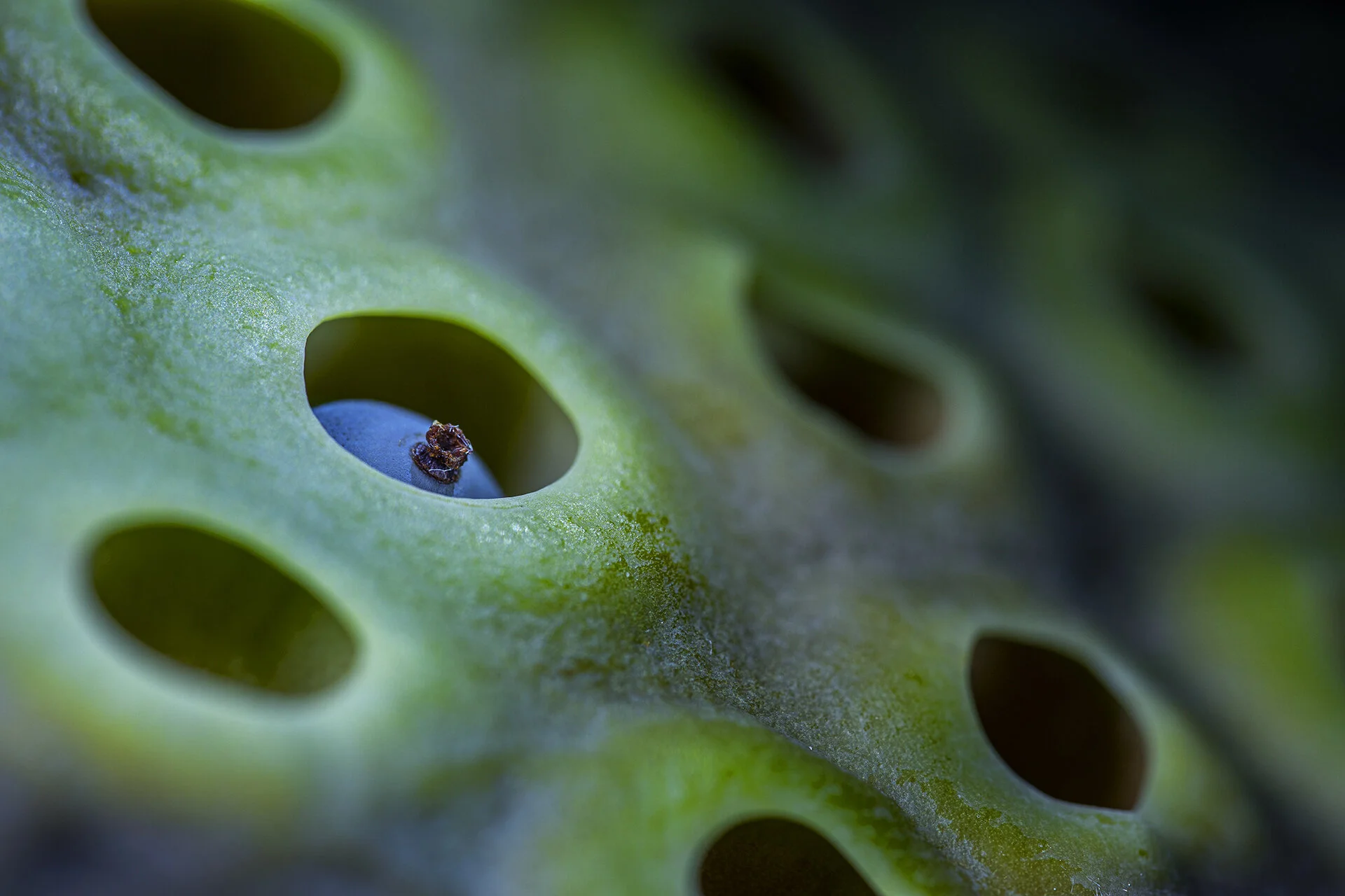 Macro 090820-17.jpg