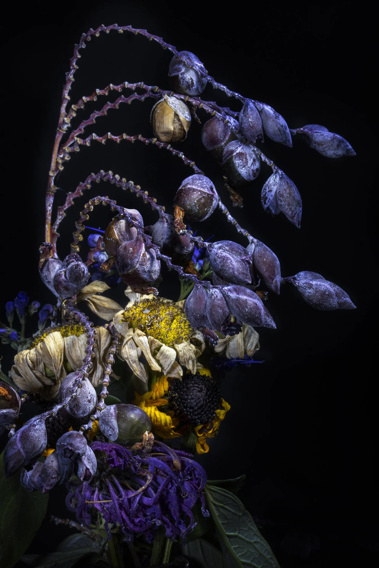 Macro 090820-6.jpg