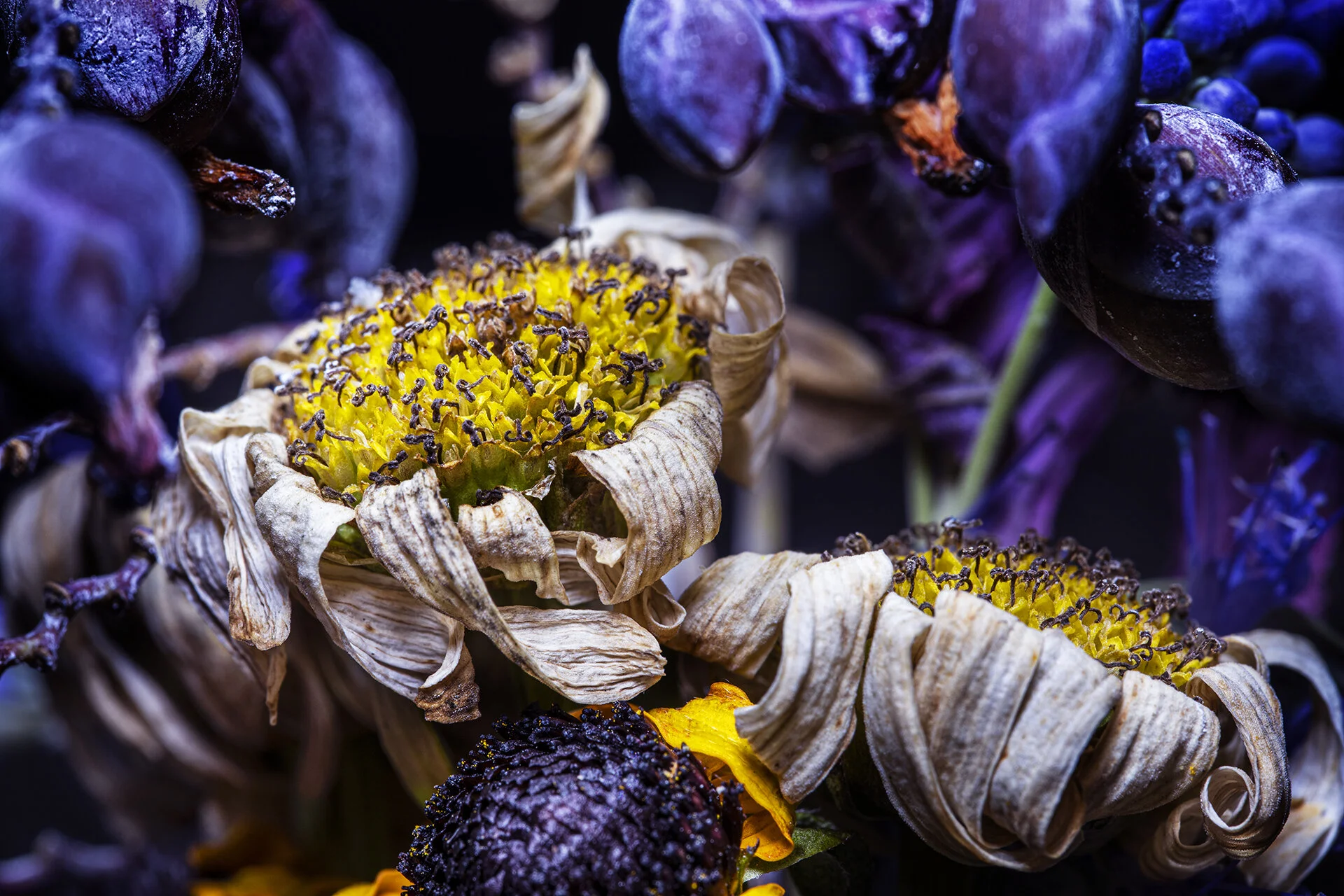 Macro 090820-10.jpg