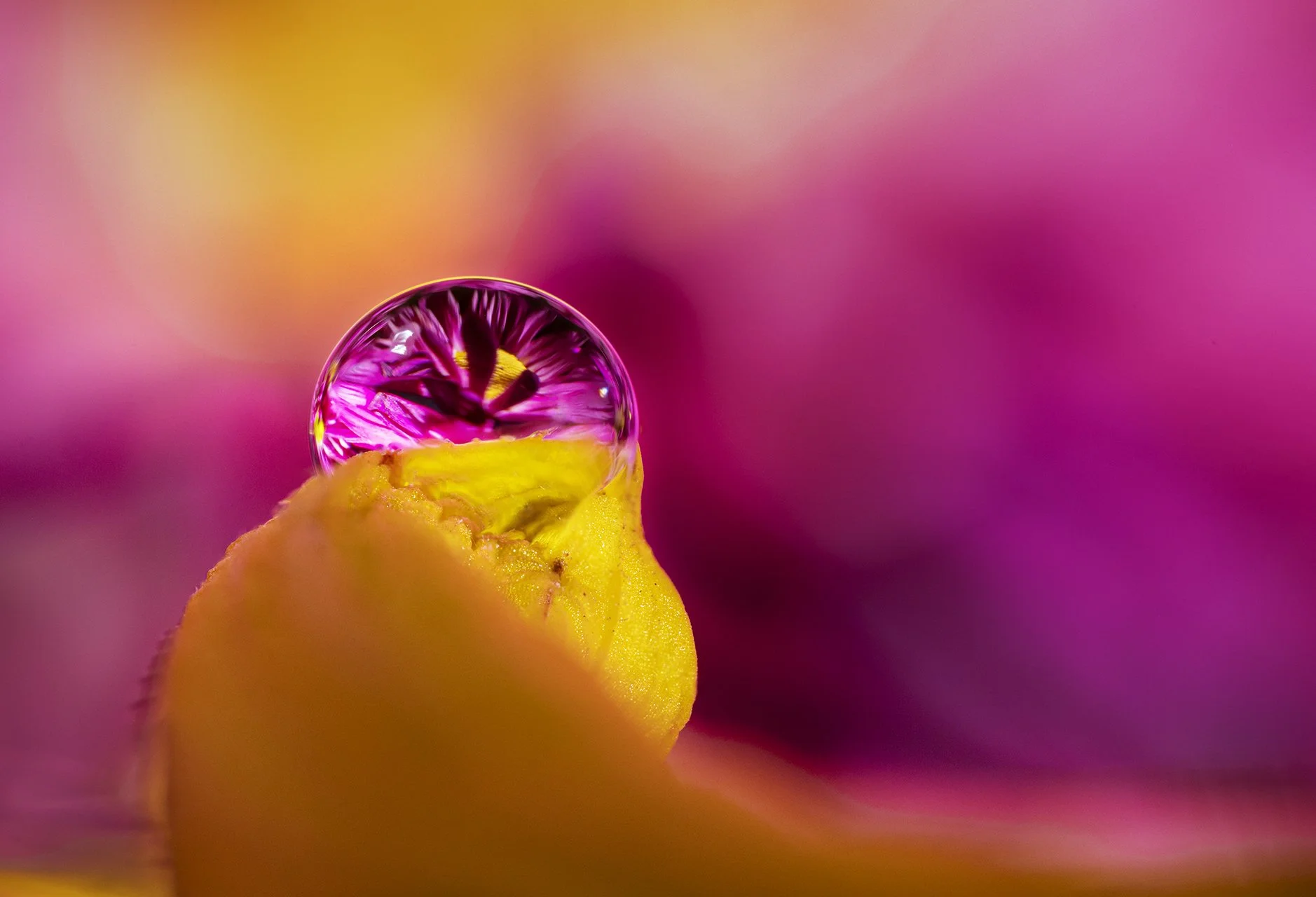 Macro Fun 10 231023.jpg