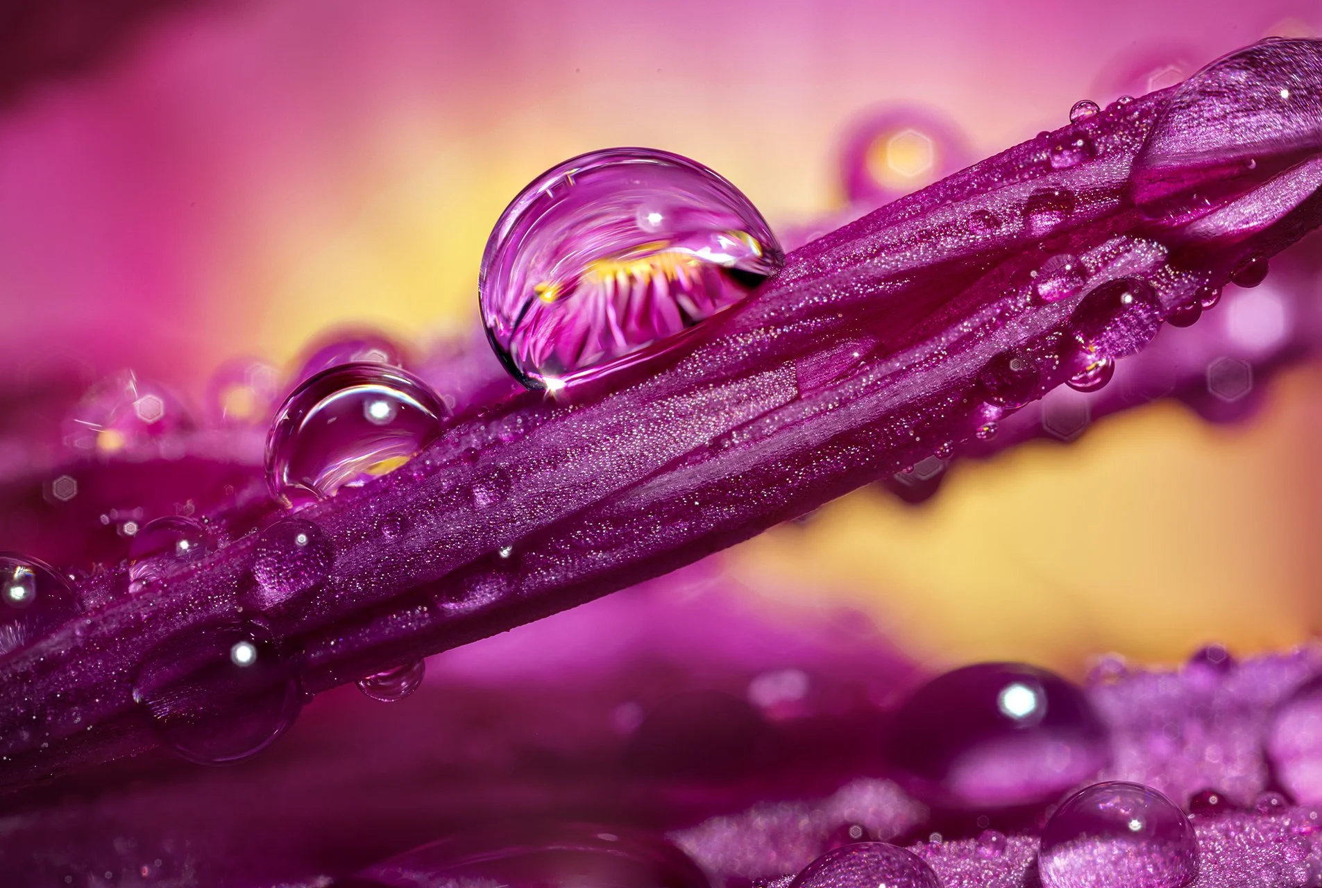 Macro Fun real 9 231023.jpg