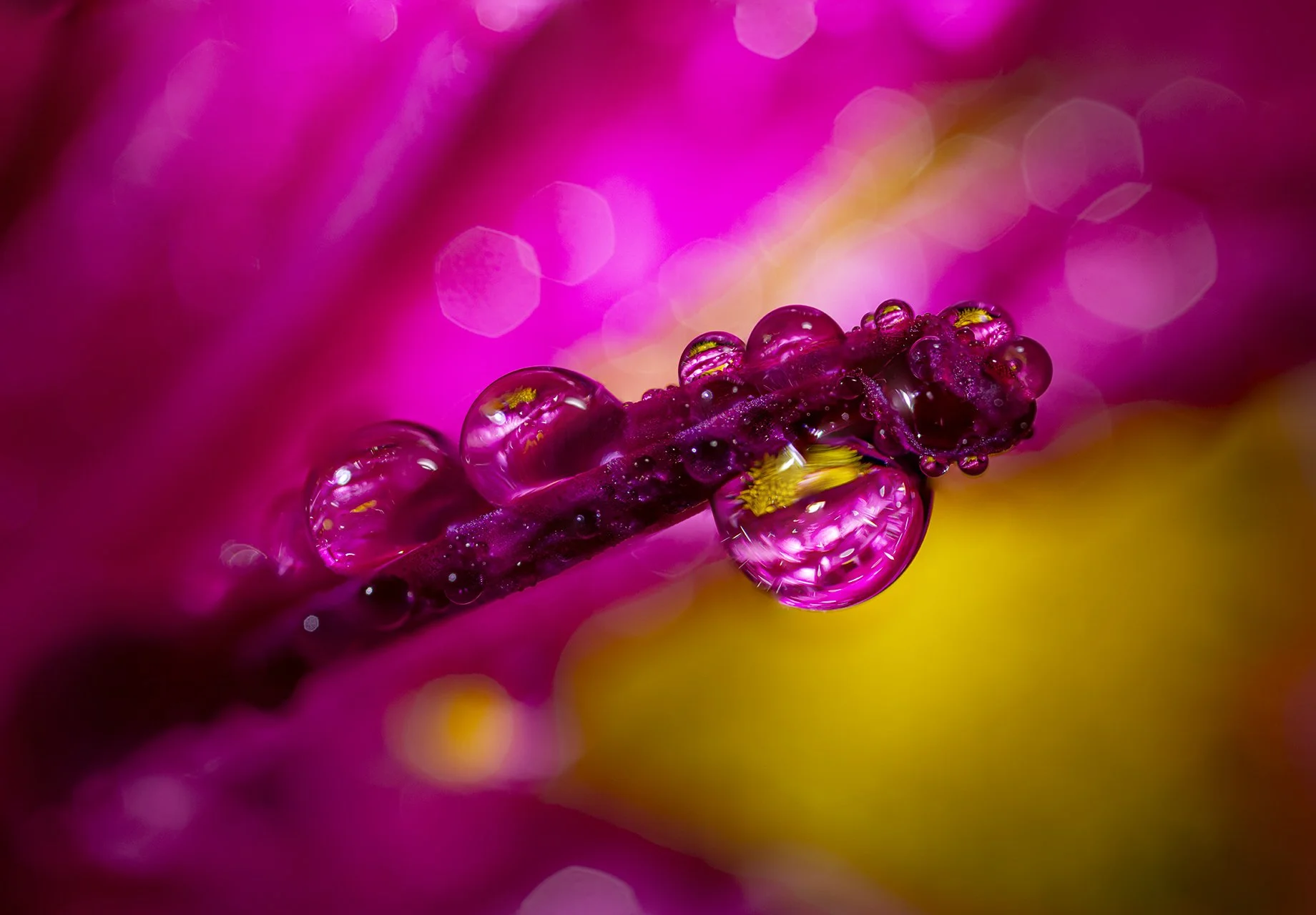 Macro Fun 1 231023.jpg