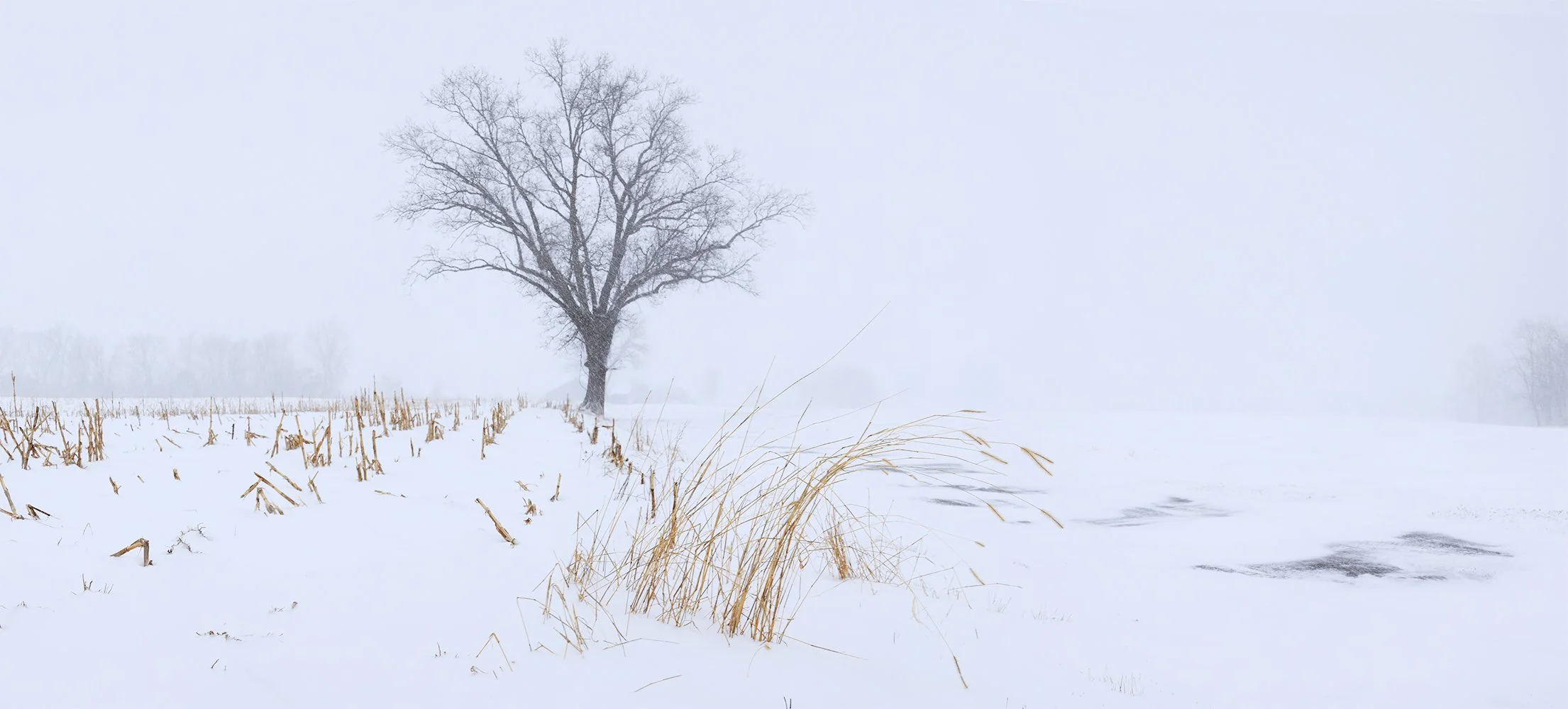 Winter Grass.jpg