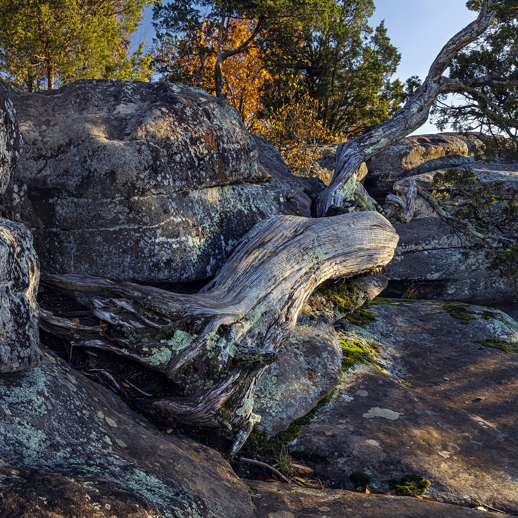 Garden O Gods Tree Oct 2023 V2.jpg