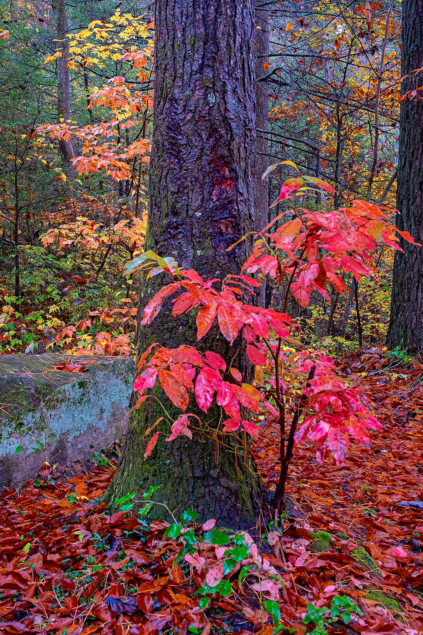 Red River New Grouth 301023-1052.jpg