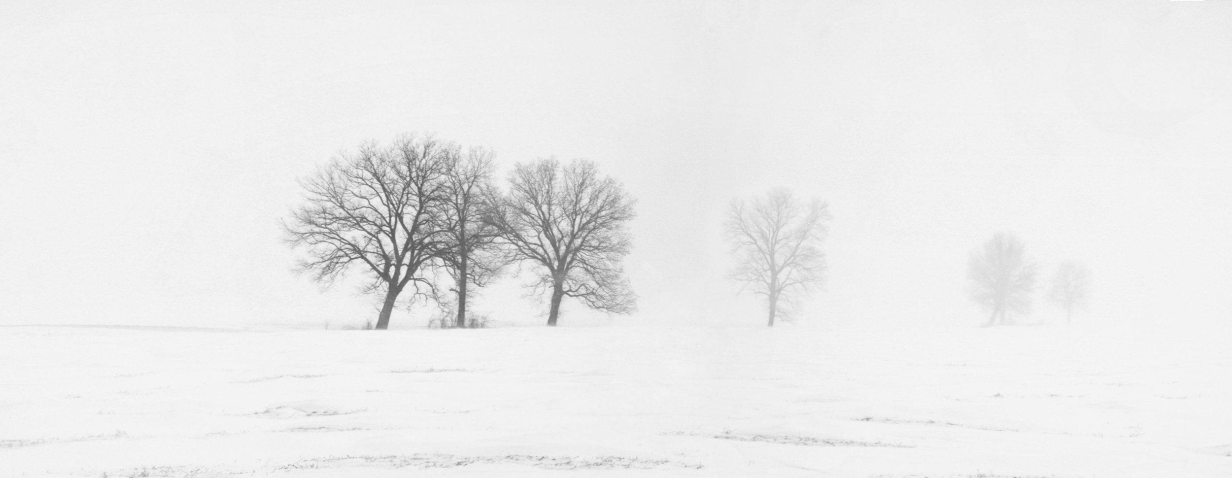 Trees Fading Away 16x37.6 WP.jpg