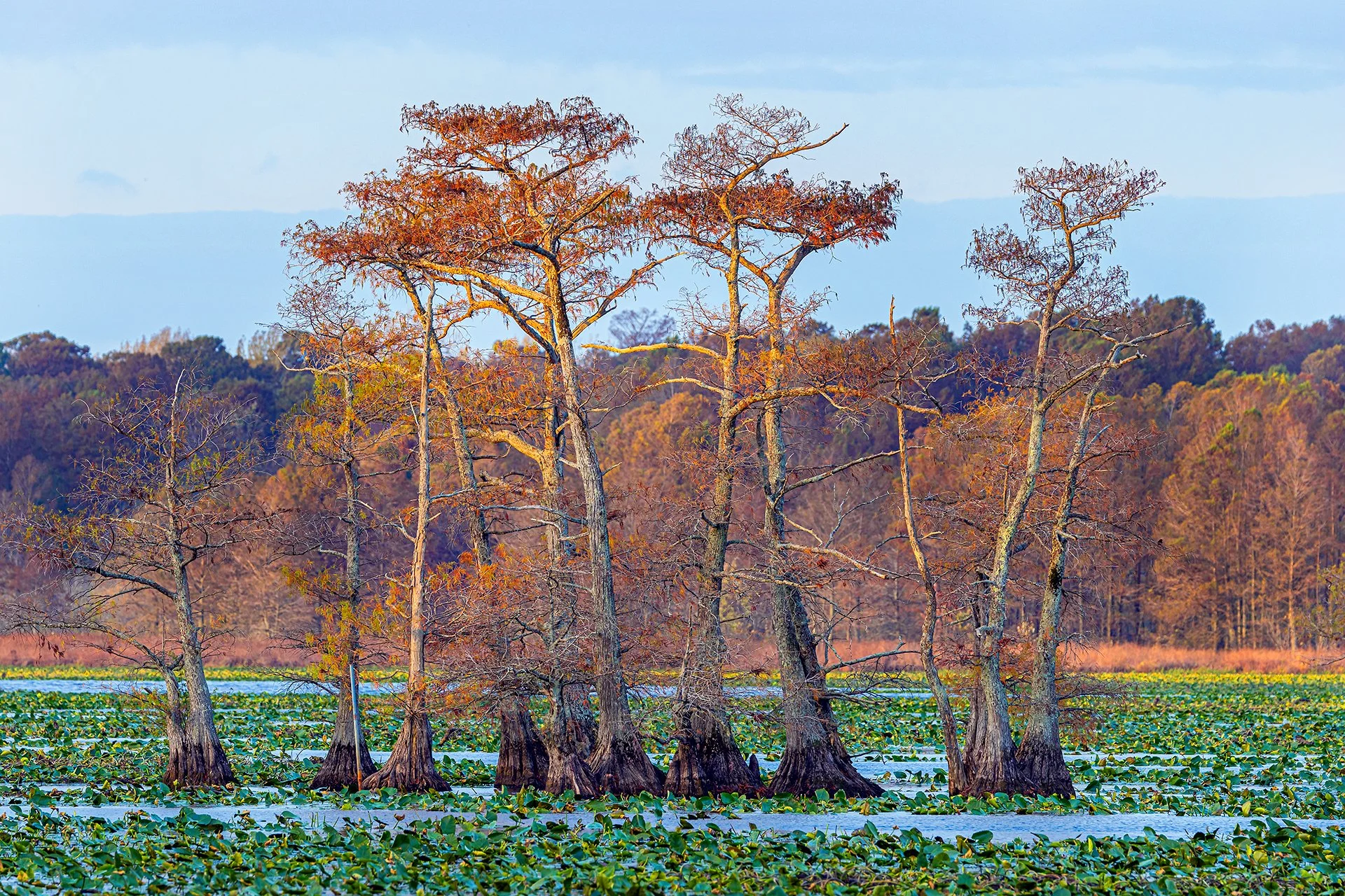 Reelfoot Autumn 2024-4219.jpg