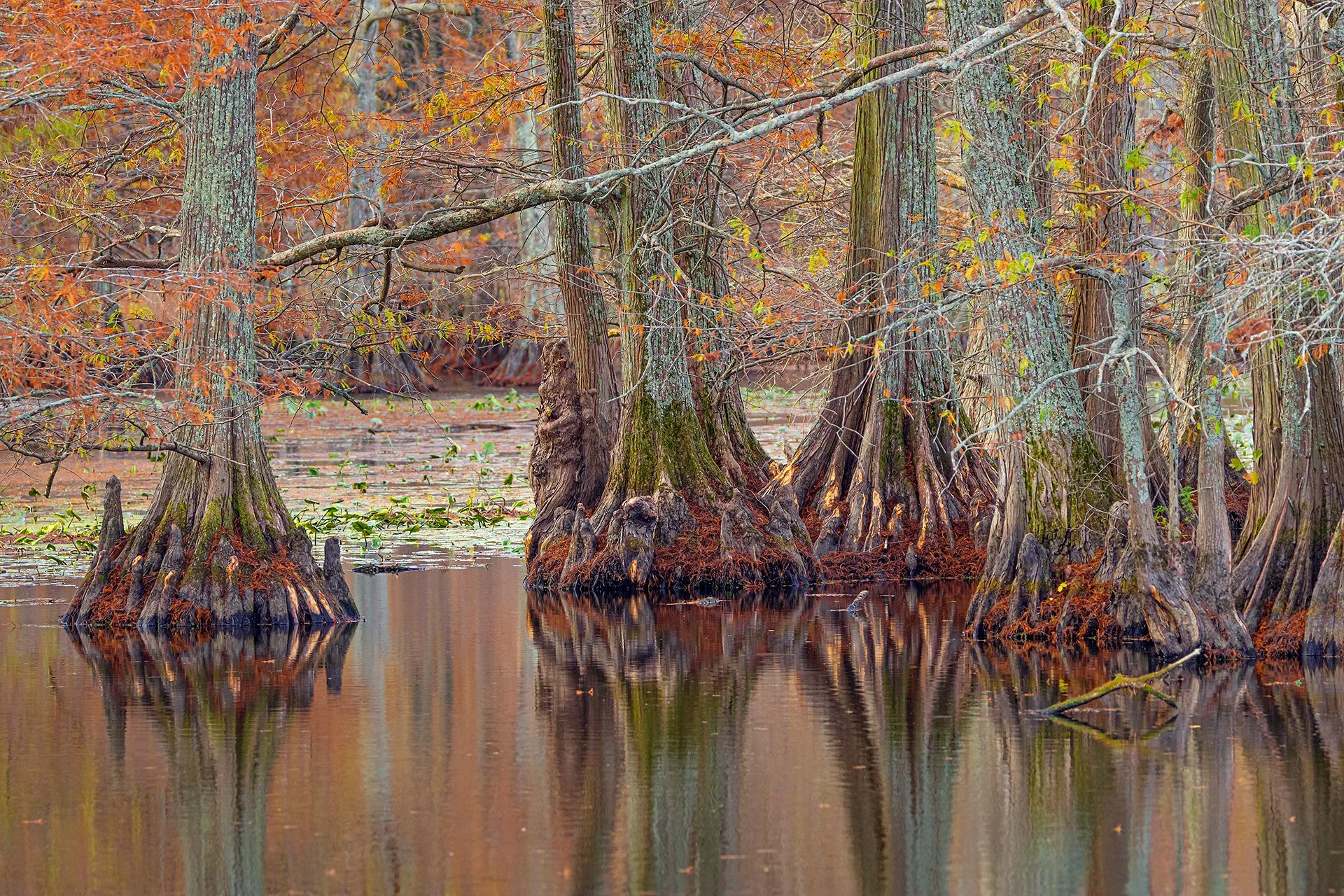 Reelfoot Autumn 2024-4295.jpg