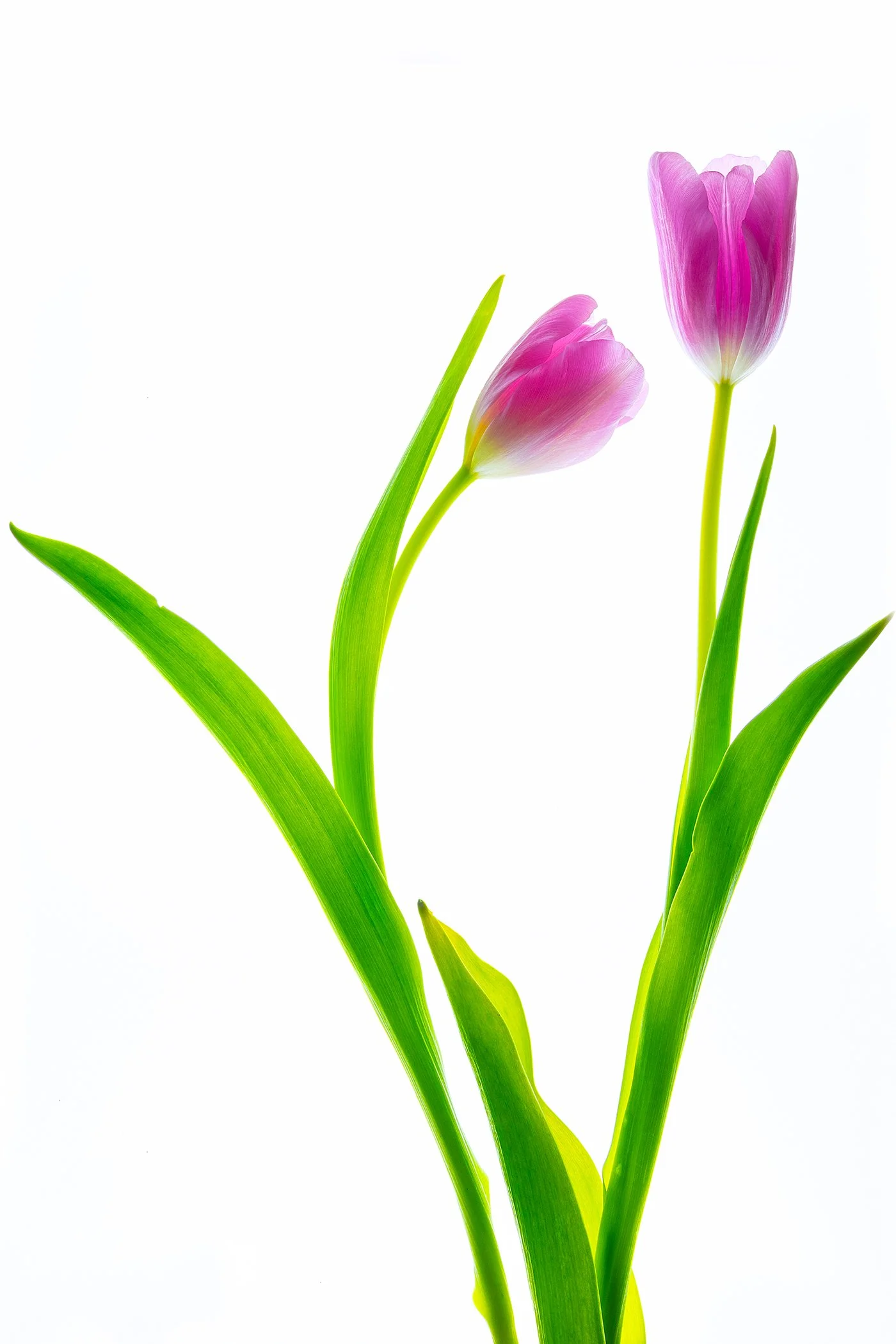 Flowers of May 2024-0712.jpg