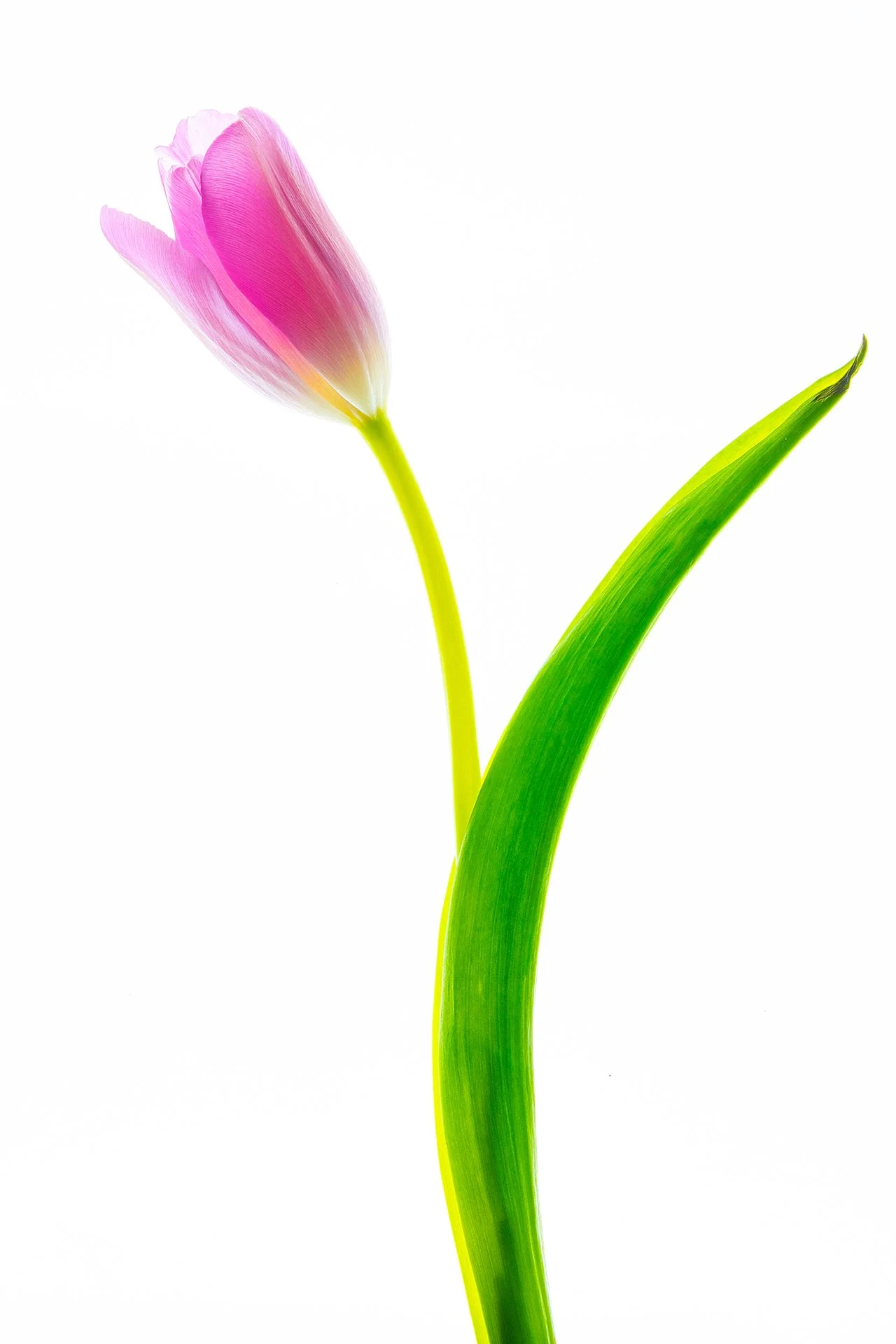 Flowers of May 2024-0717.jpg