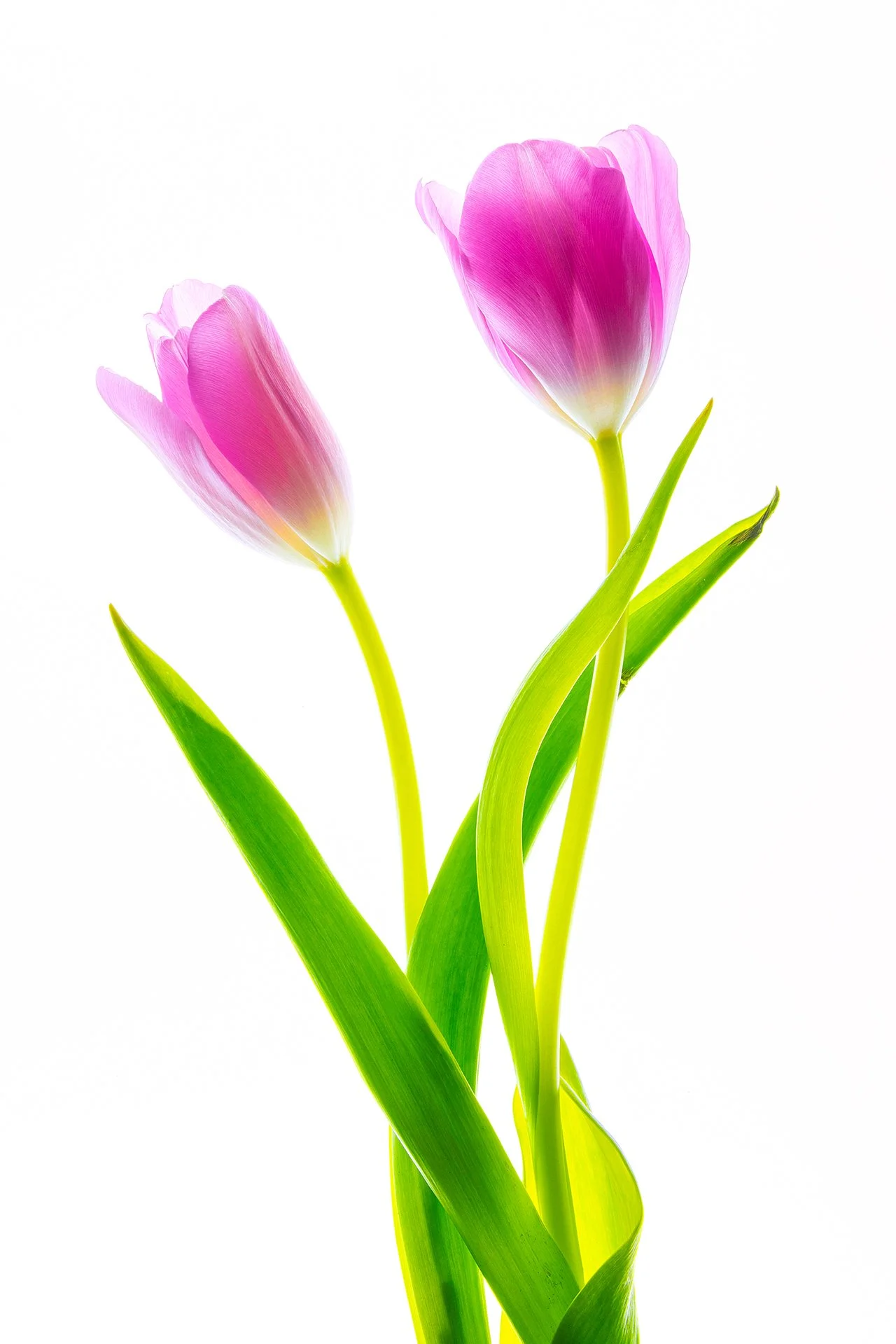 Flowers of May 2024-0718.jpg