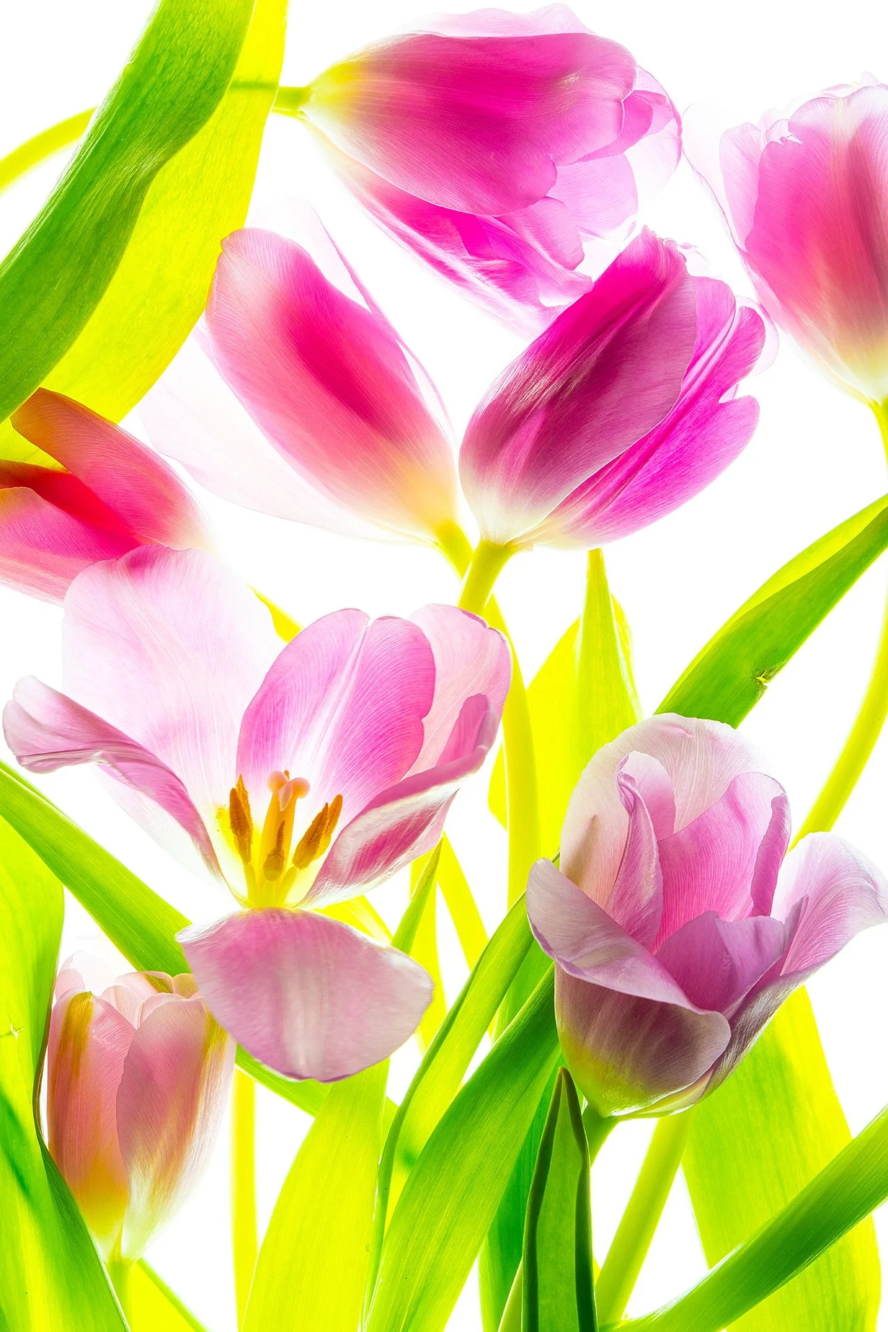 Flowers of May 2024-0736.jpg