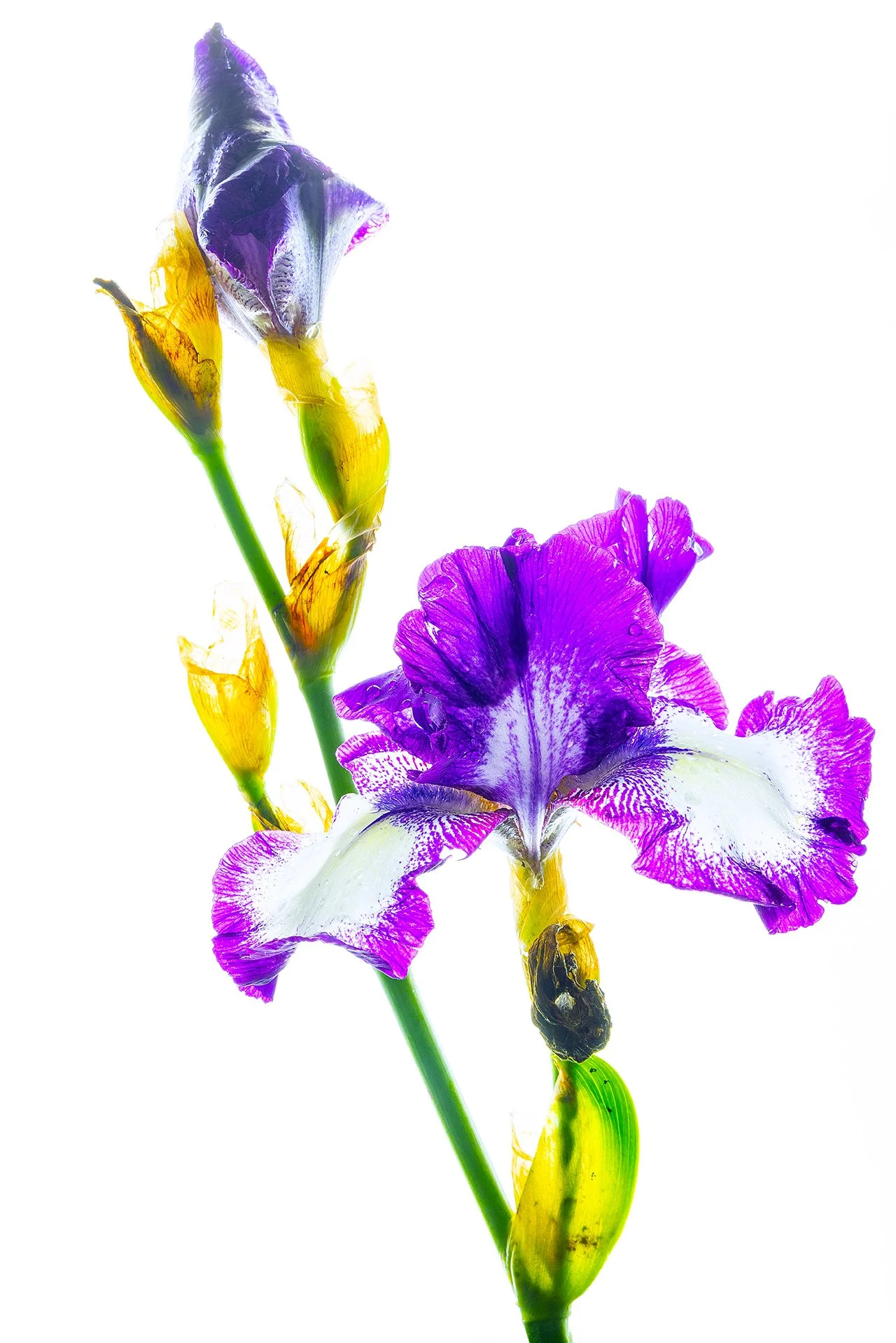 Flowers of May 2024-1467.jpg