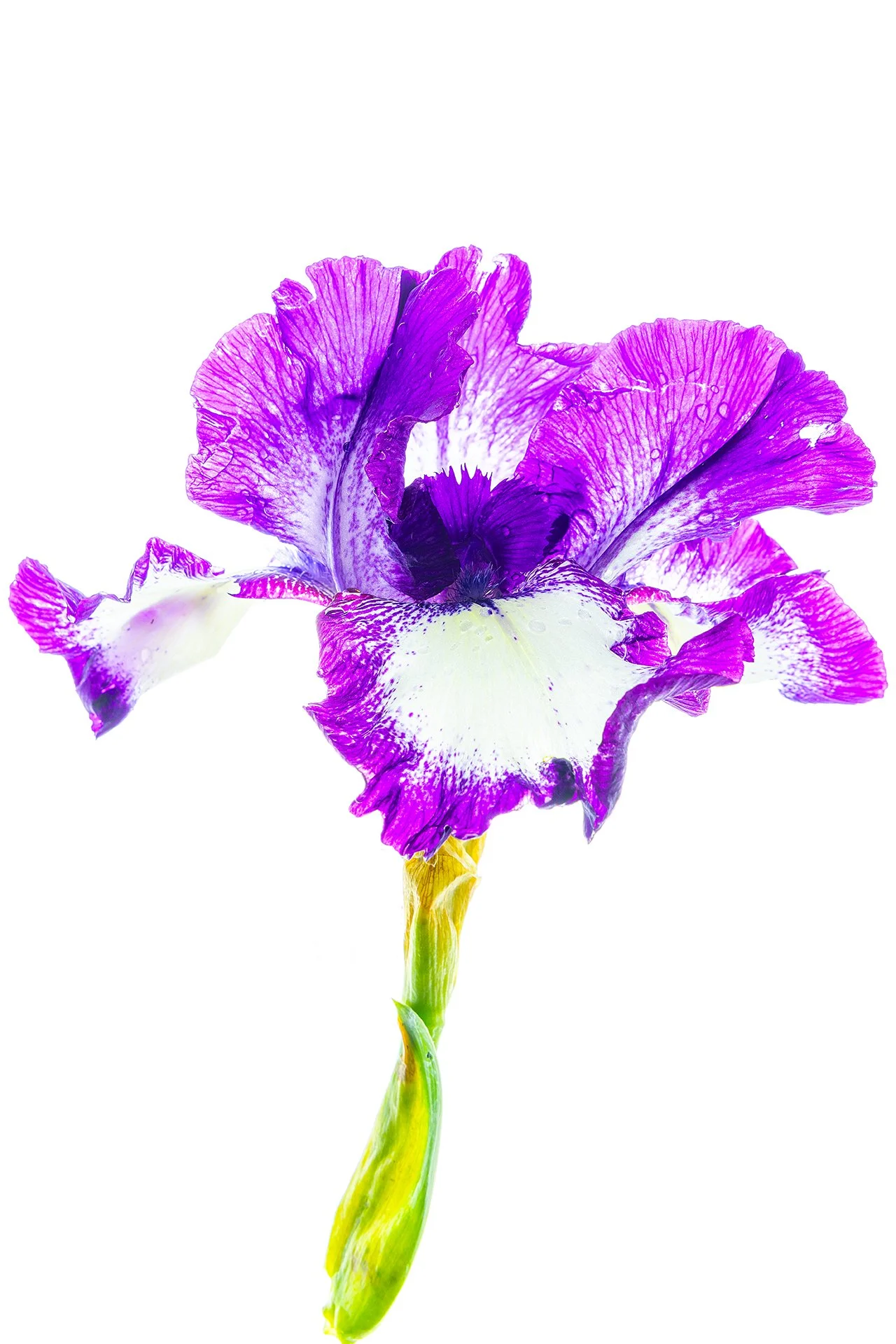 Flowers of May 2024-1469.jpg