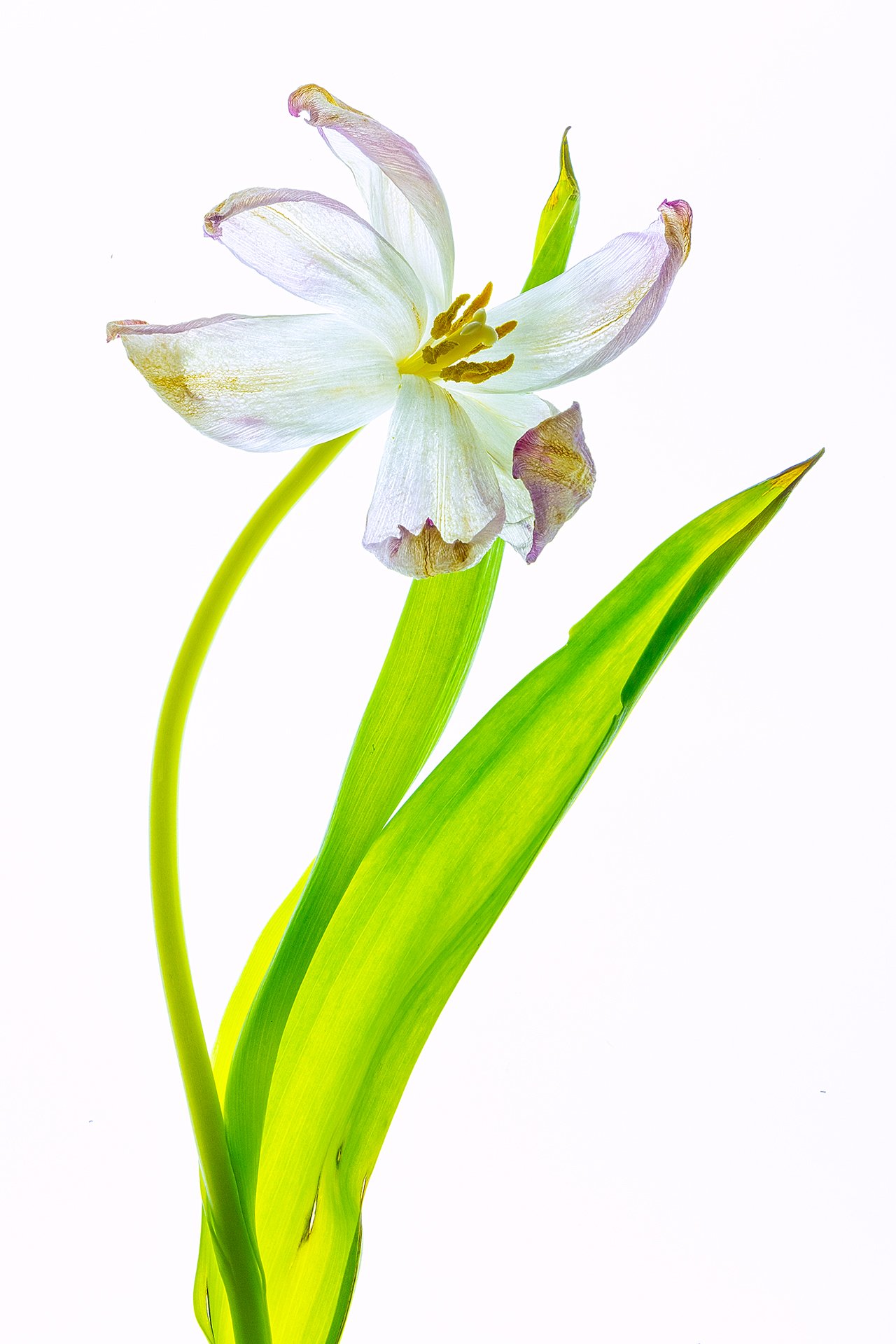 Flowers of May 2024-1483.jpg