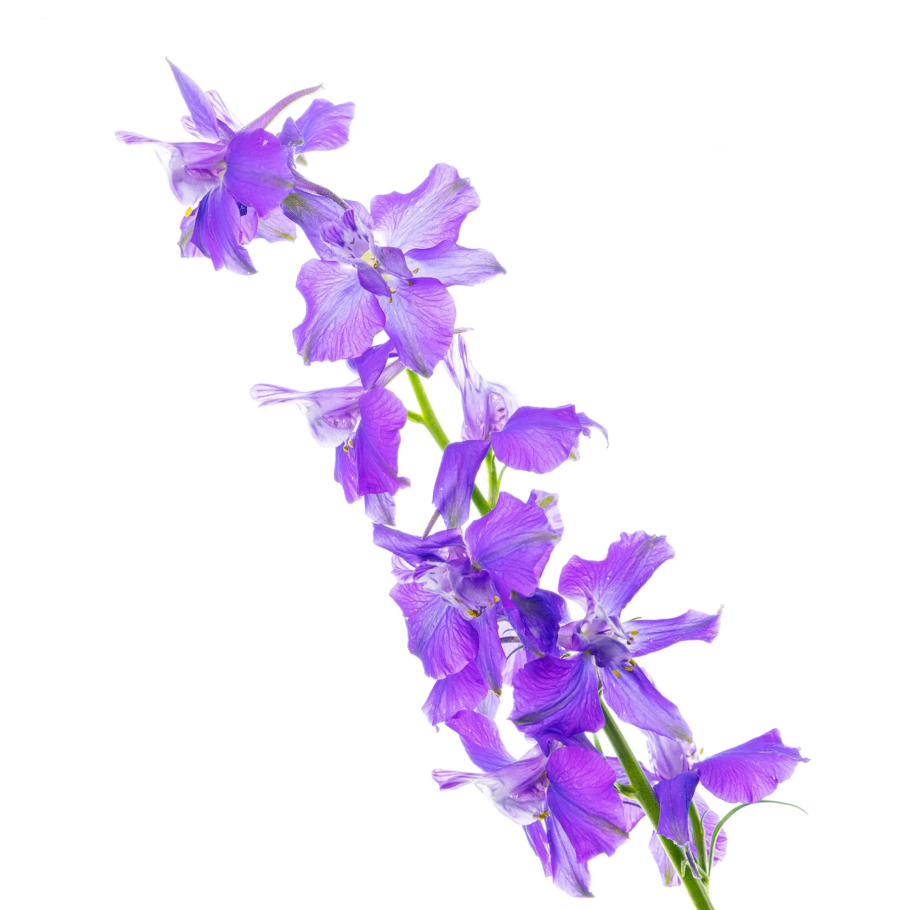 Flowers of May 2024-1502.jpg