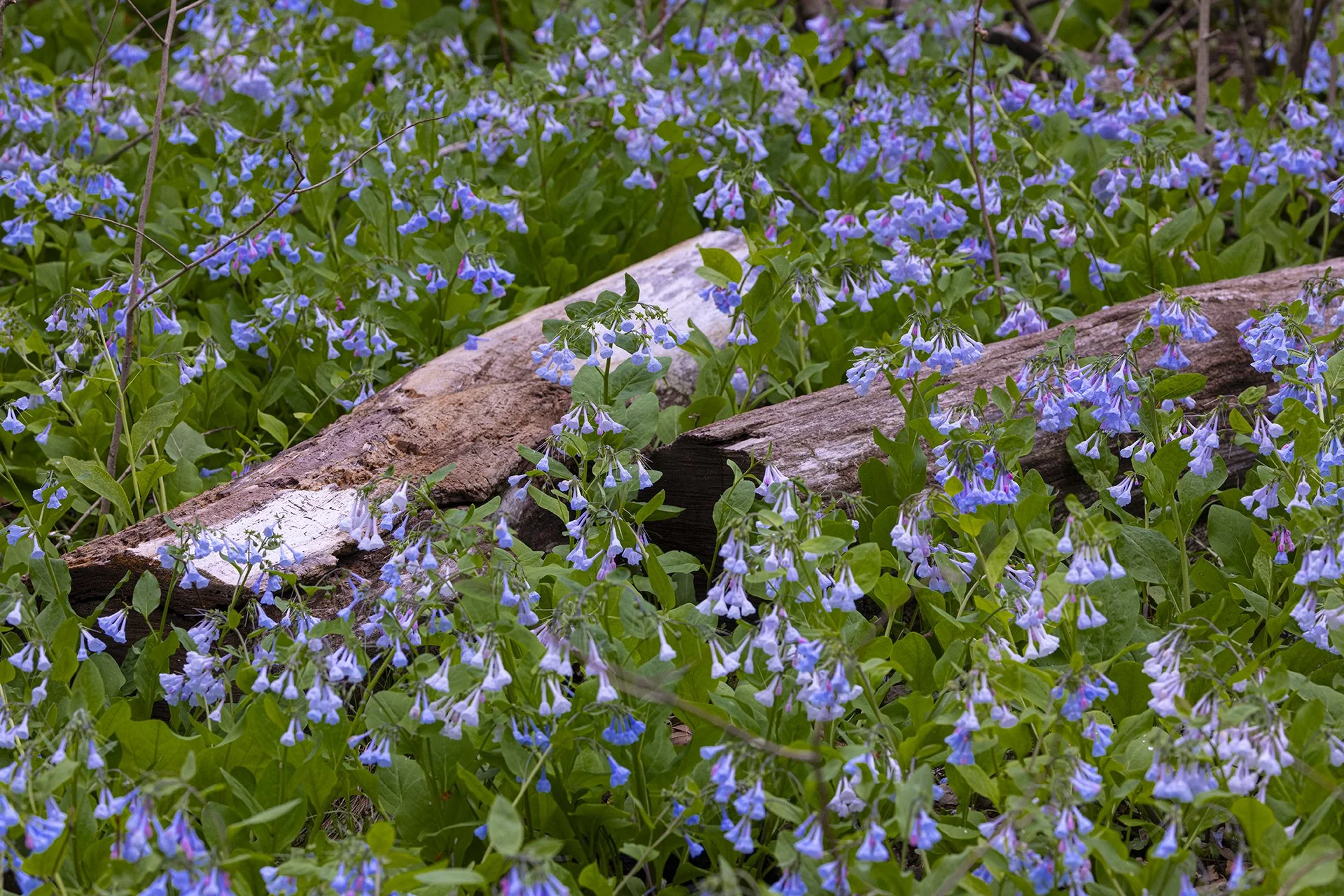 St Francis Bluebelle 2024 7.jpg