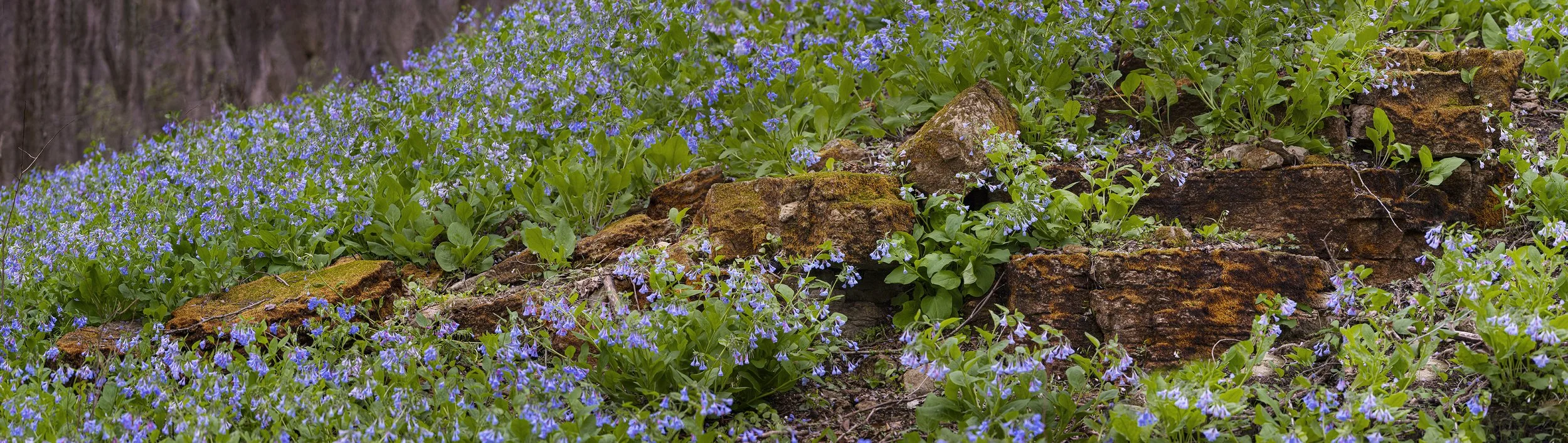 St Francis Blubelle Pano 2 2024 V2.jpg