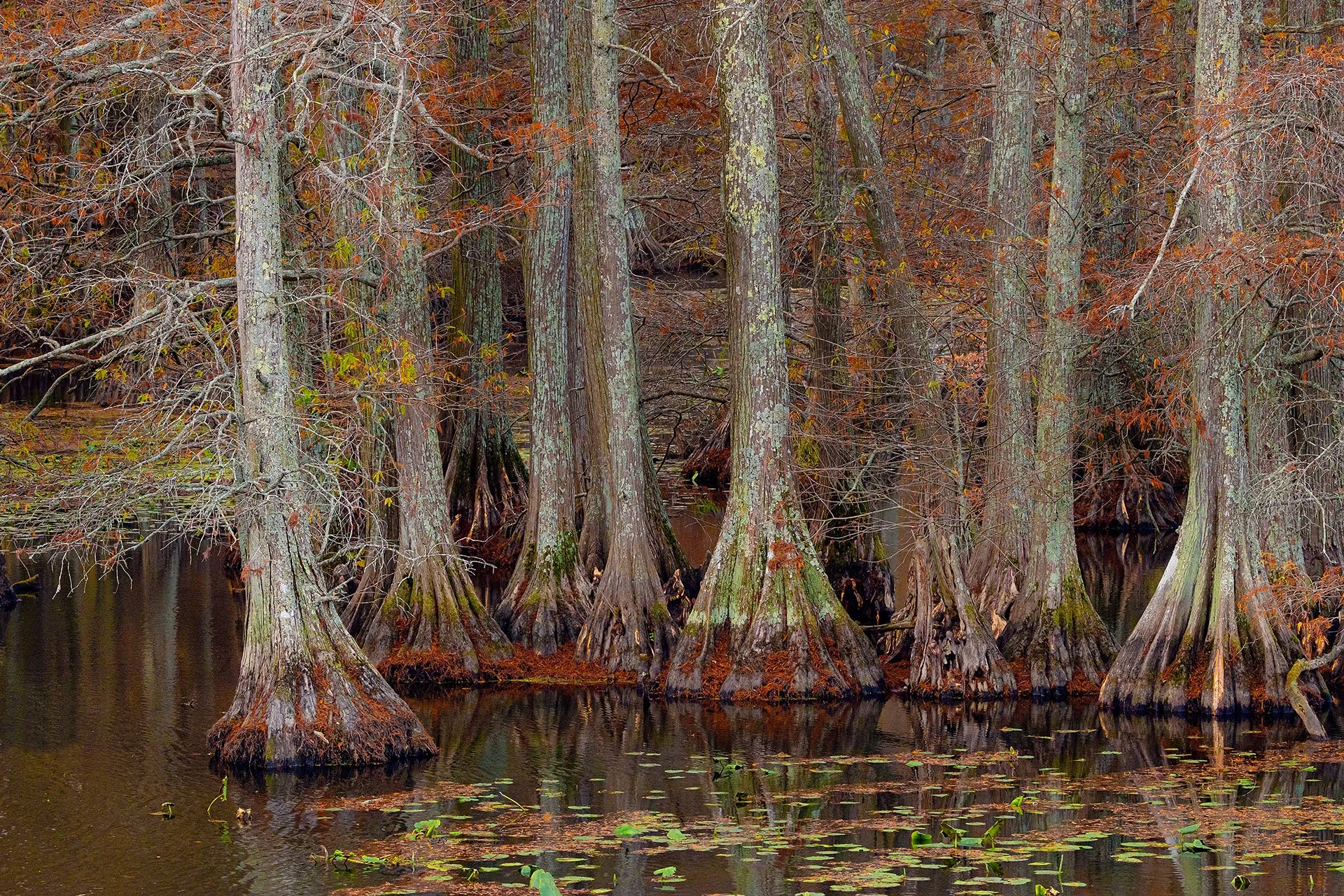 Reelfoot Autumn 2024-4133.jpg