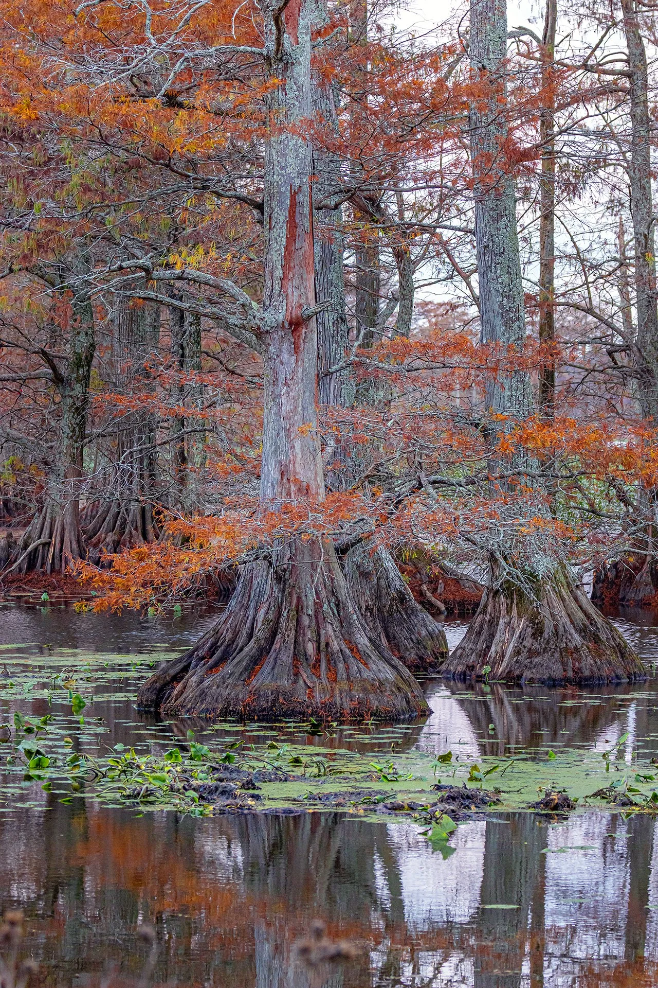 Reelfoot Autumn 2024-4083.jpg