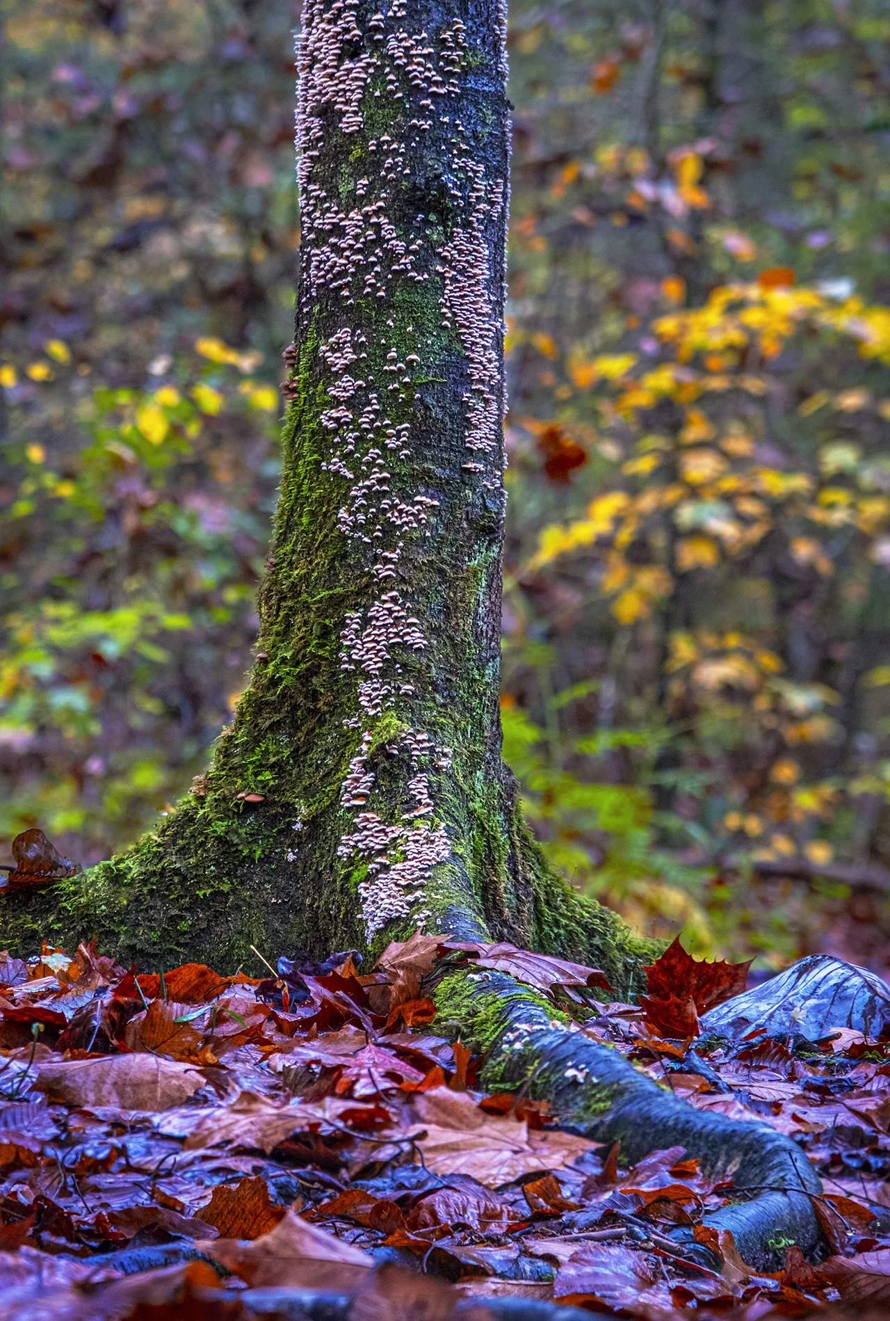 Red River  Mushrooms 301023.jpg