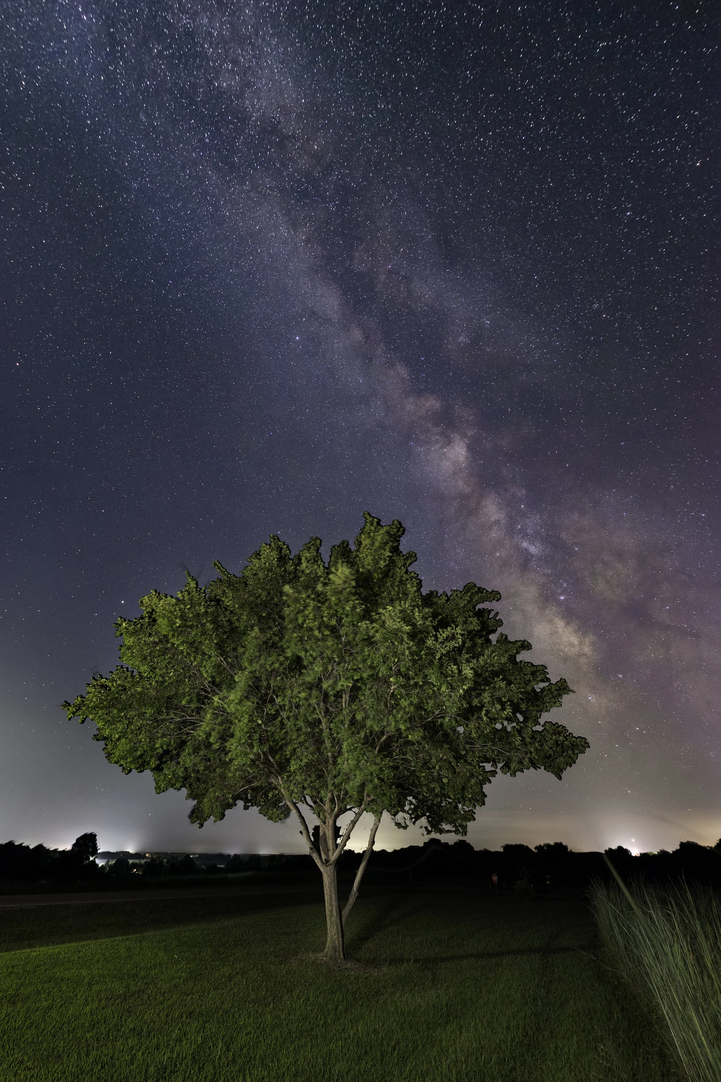 Long Branch MilkyWay Trees 190822.jpg