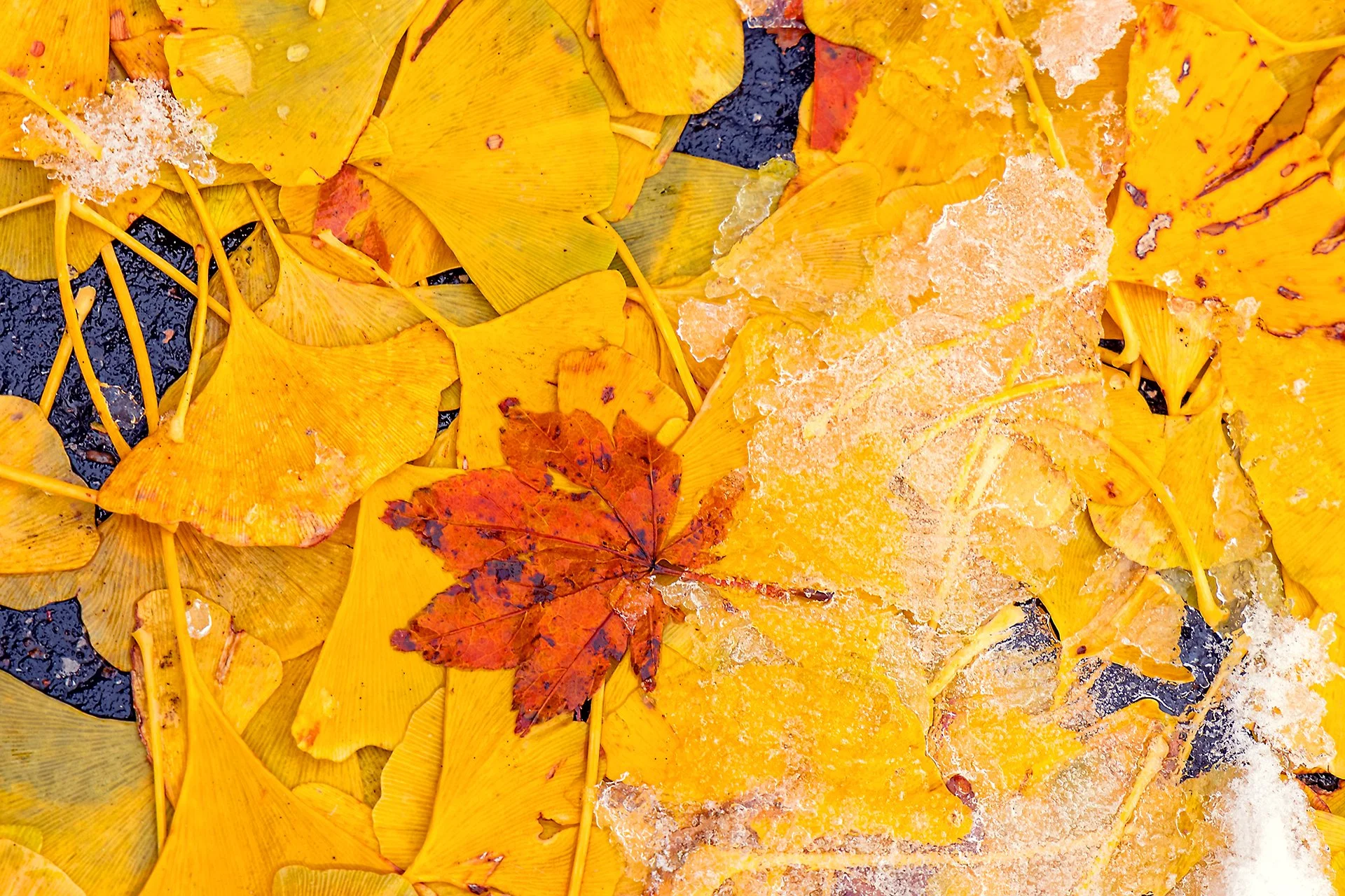 Snow of 011224-9775.jpg