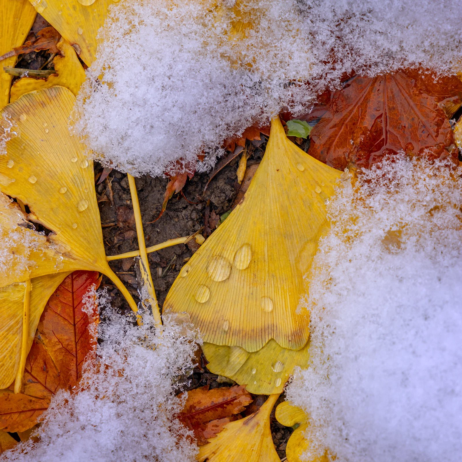 Snow of 011224-9784.jpg