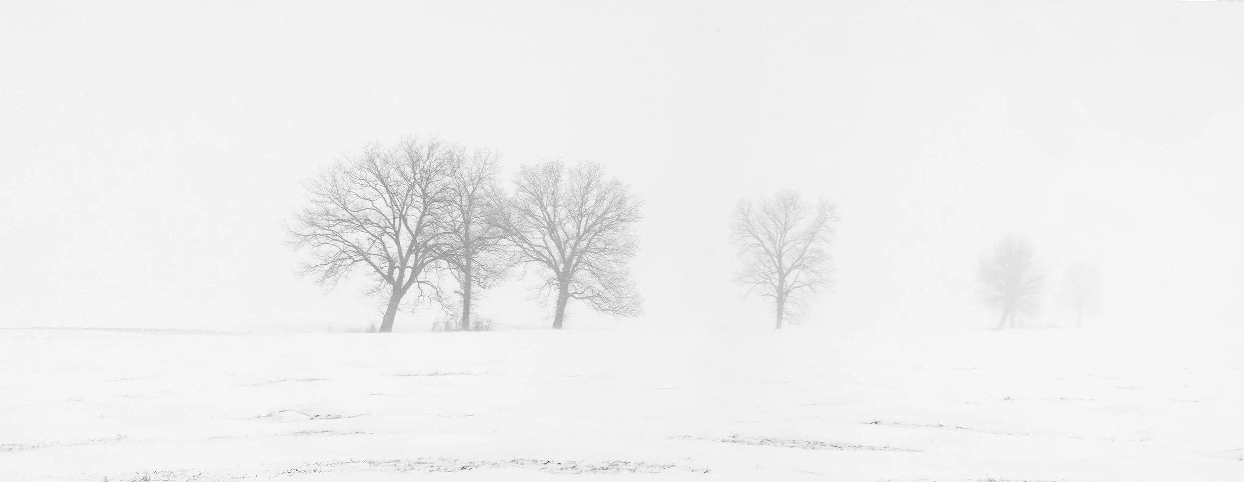 Trees Fading Away .jpg