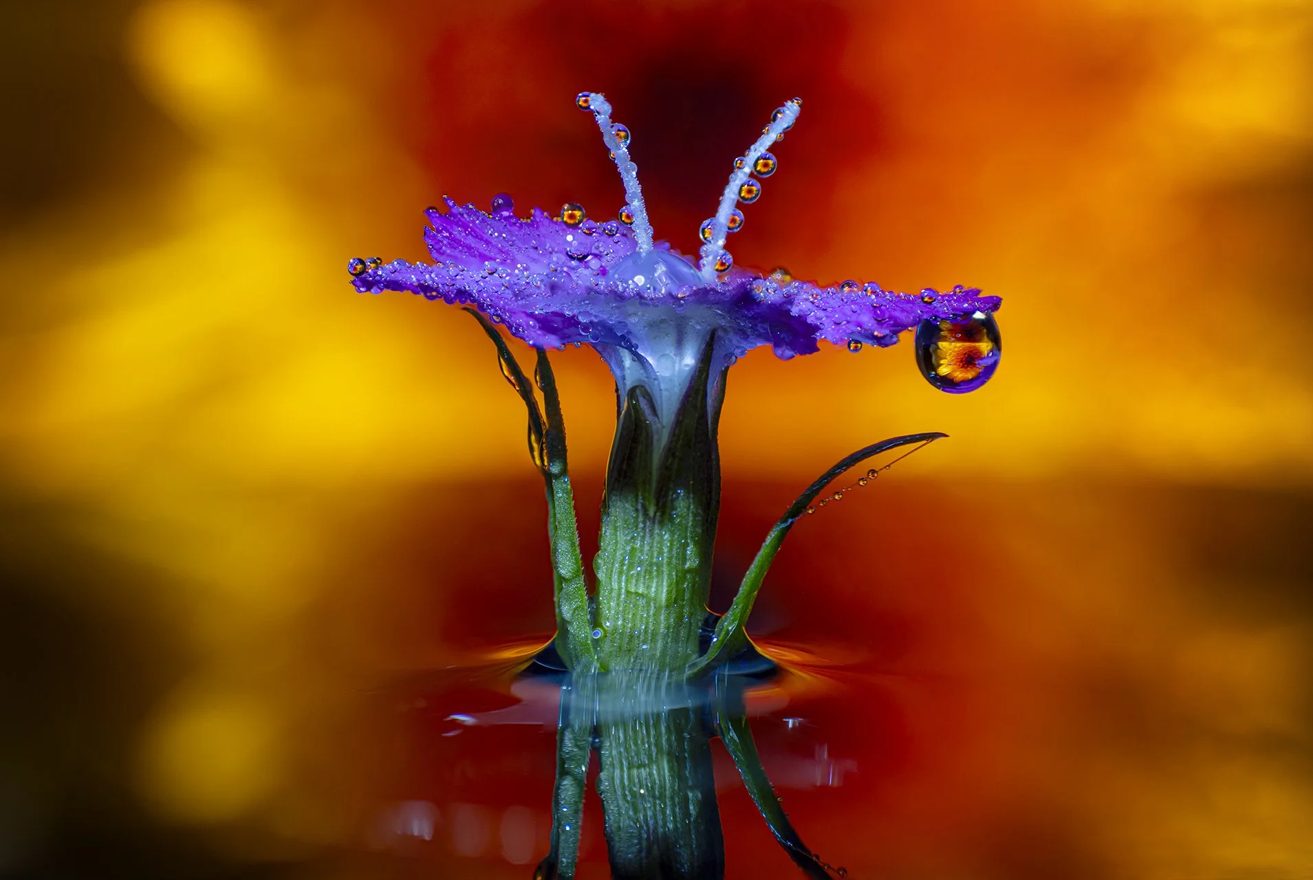 Macro Flowers 160424 1.jpg