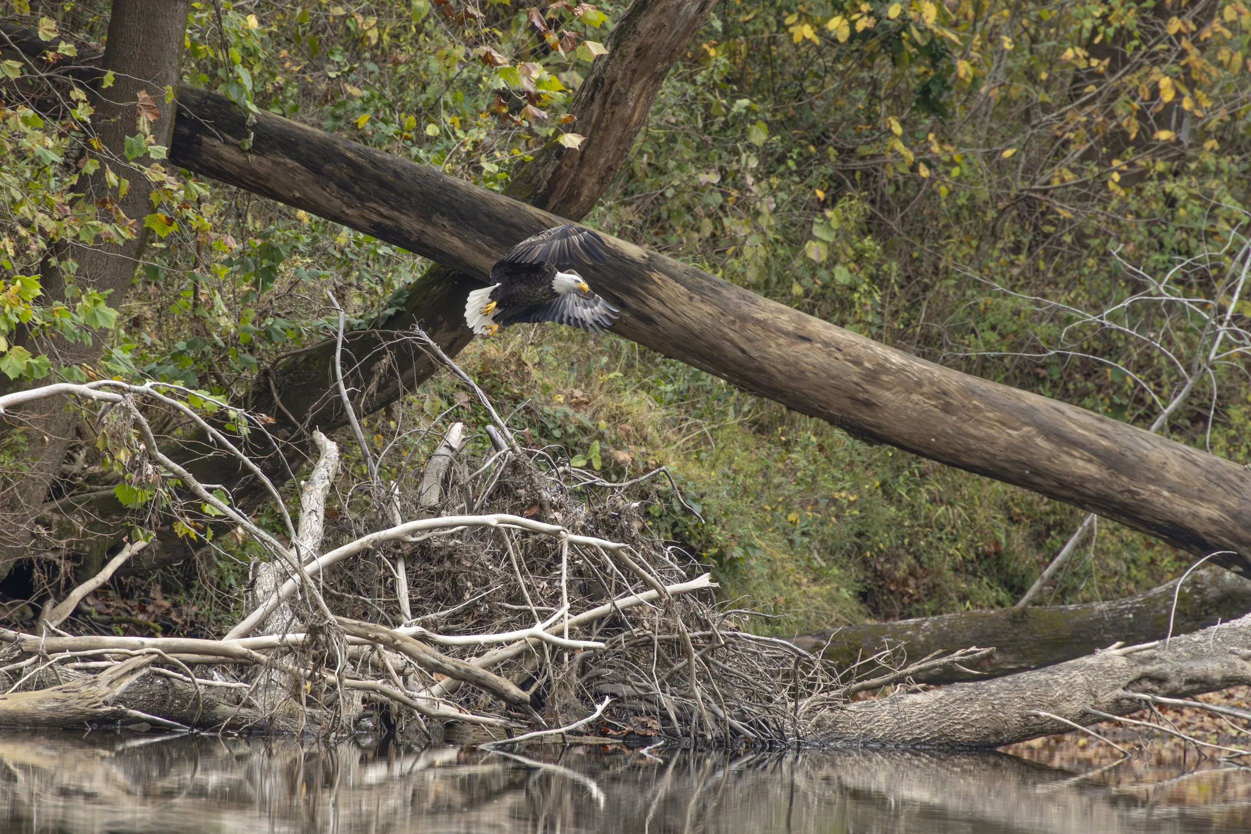 Autumn Float 2025 Eagles 5-5717.jpg