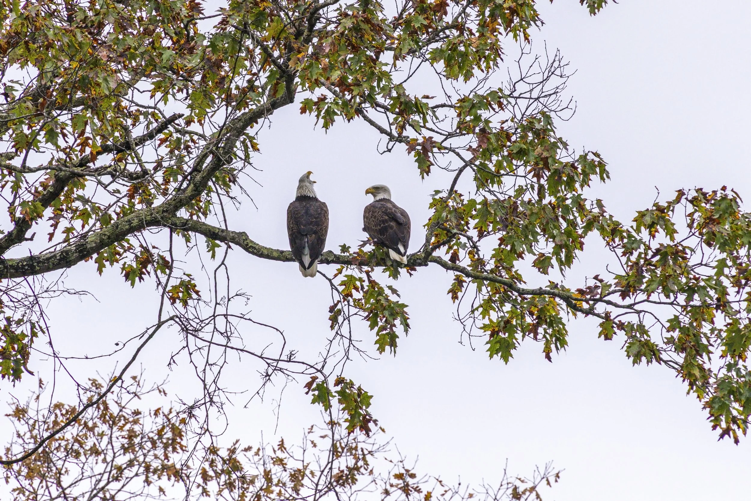 Autumn Float 2025 Eagle 1-5507.jpg