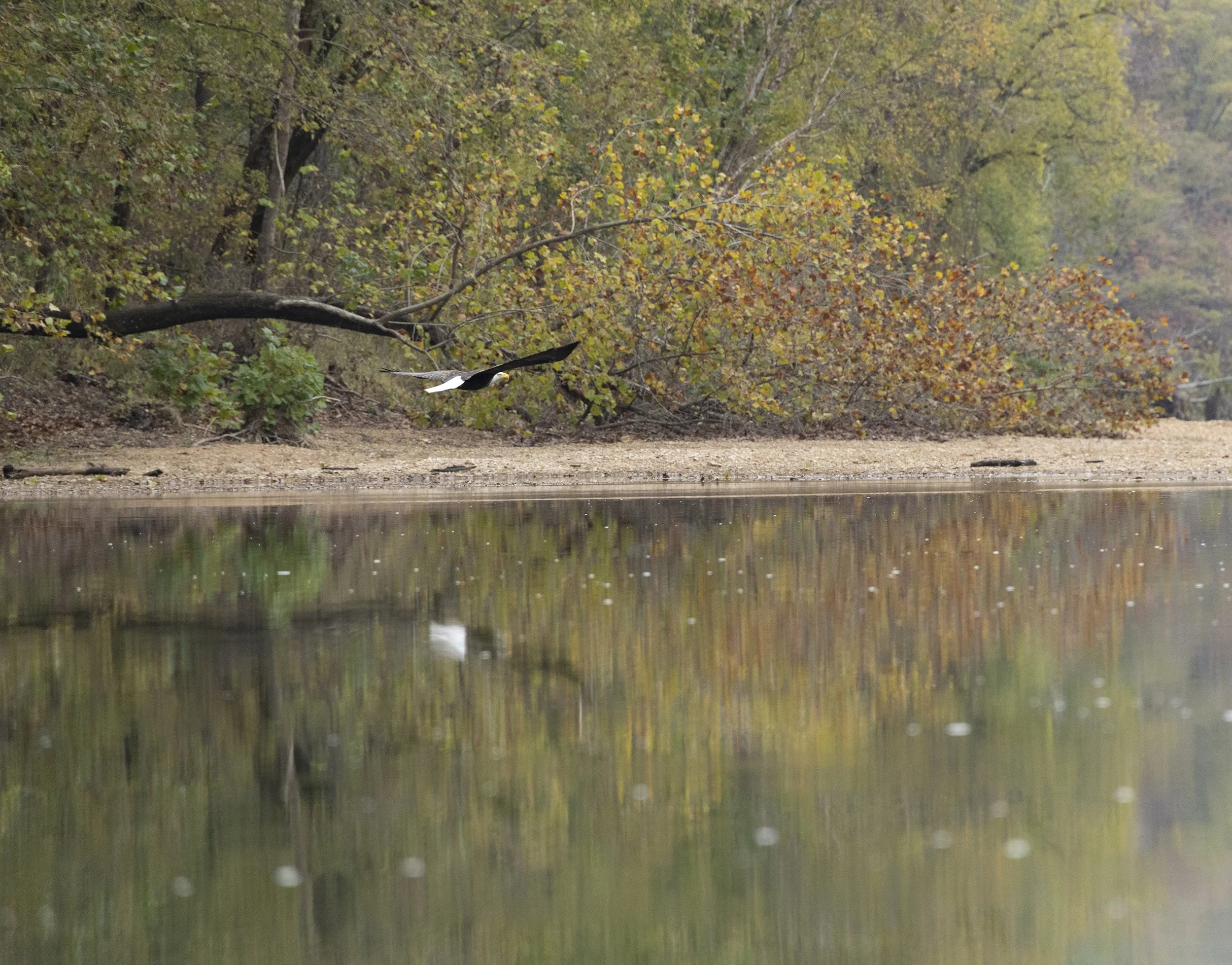 Autumn Float 2025 Eagles 5-5736 sm.jpg