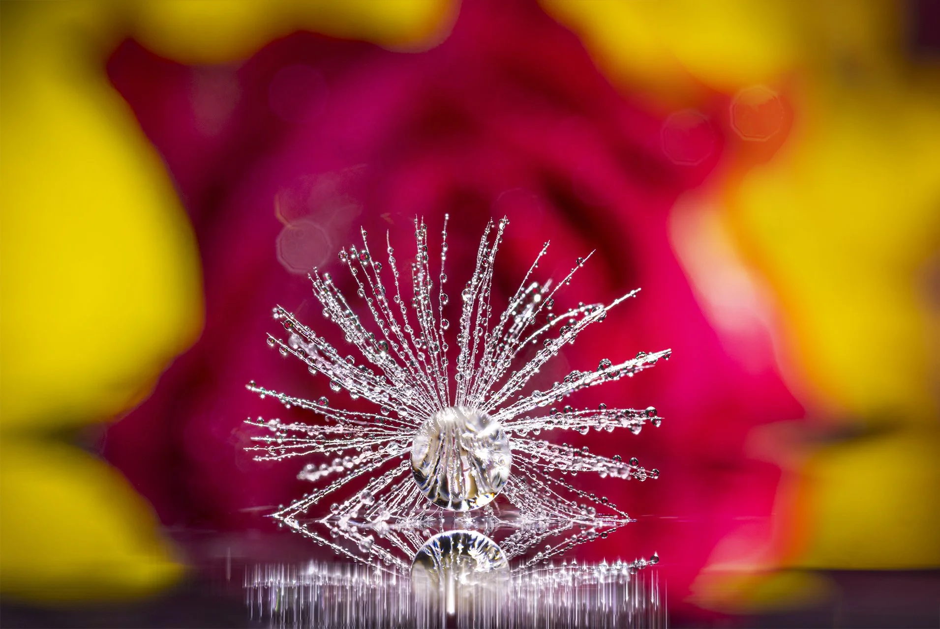 Macro Flower 160424 2.jpg