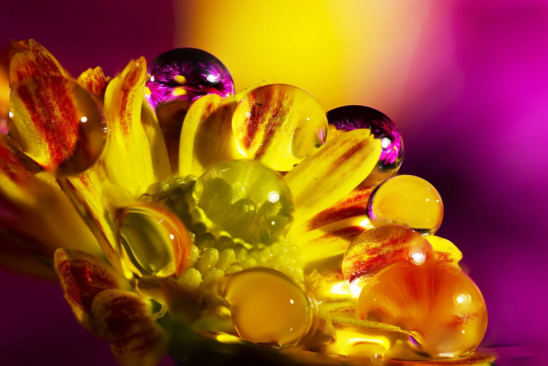 Macro Fun 2 231023.jpg