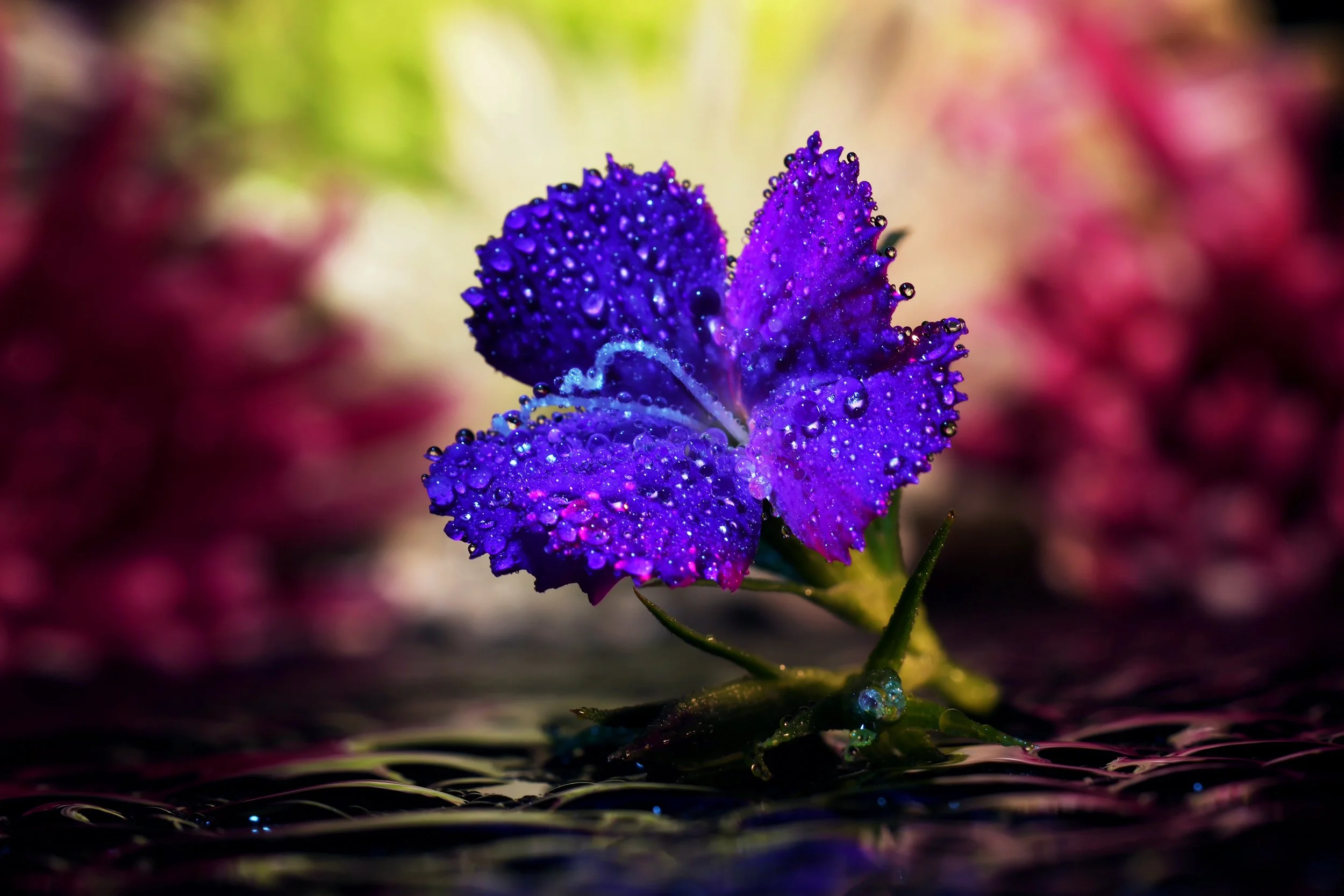 Macro Fun March 3 081224.jpg