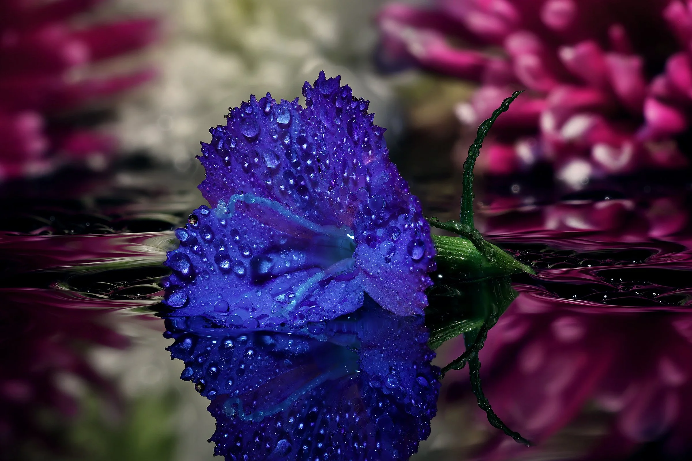 Macro Fun March 7 Web.jpg