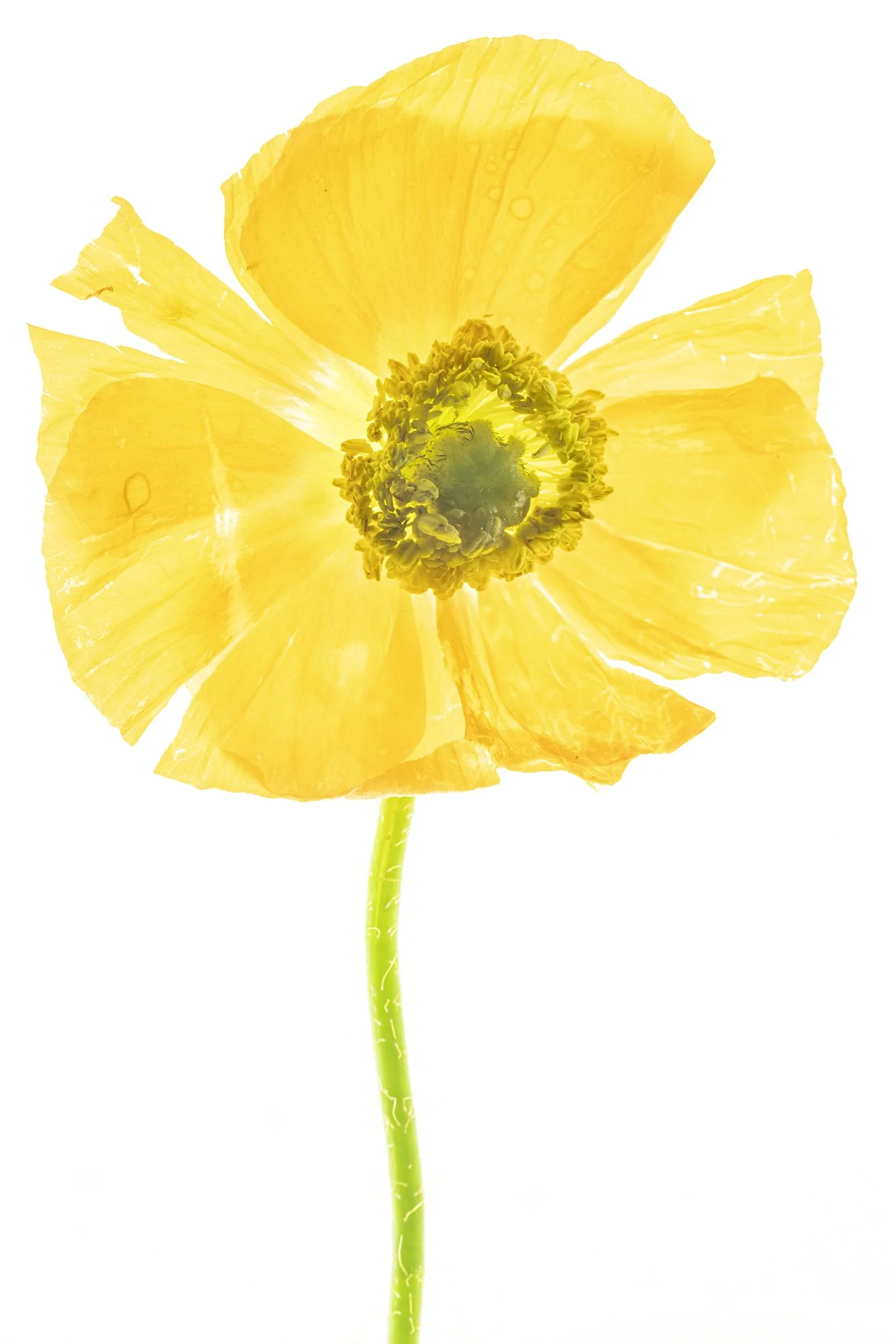 Flowers of May 2024-1637.jpg