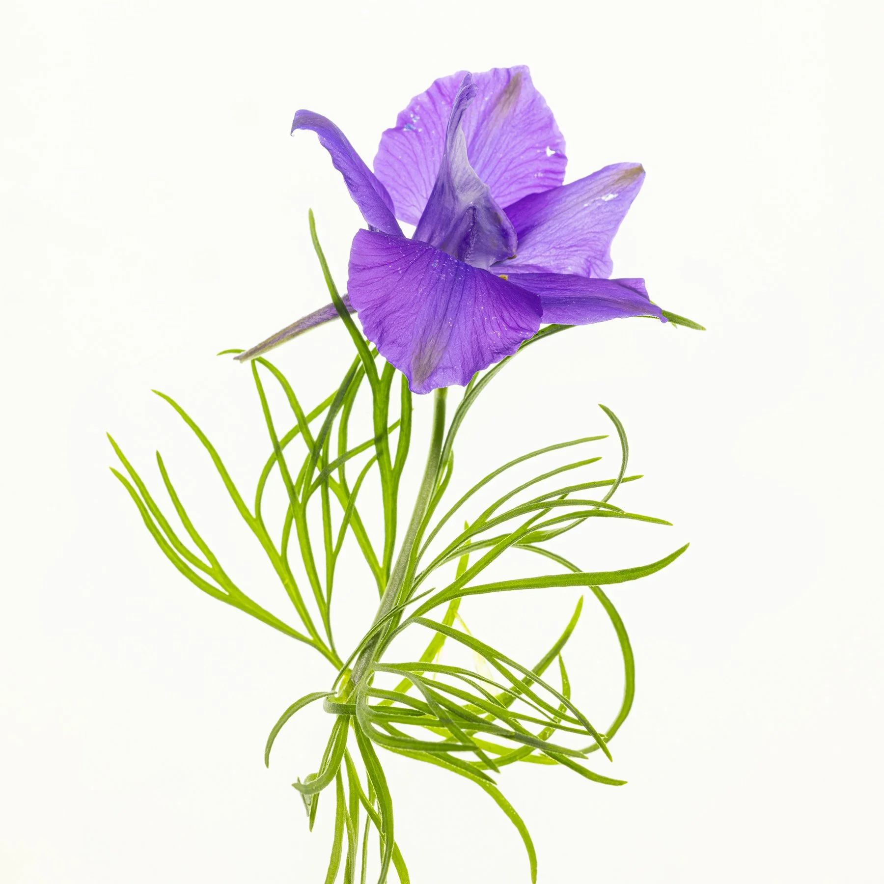 Flowers of May 2024-1512.jpg