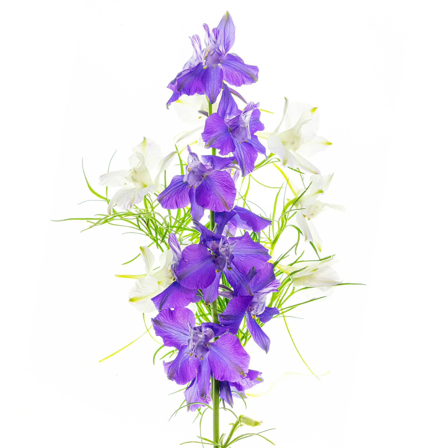 Flowers of May 2024-1498.jpg