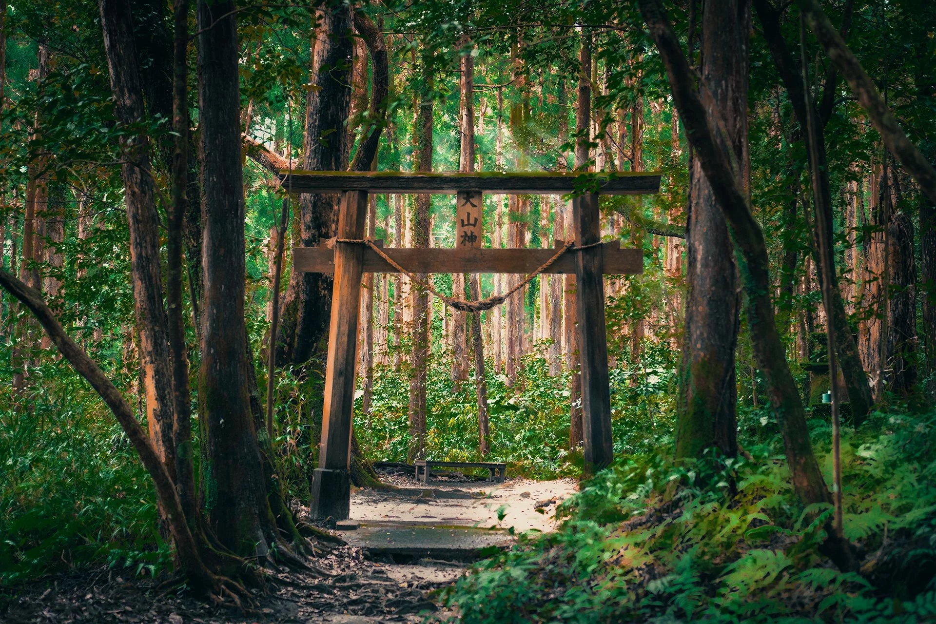 yakushima.jpg