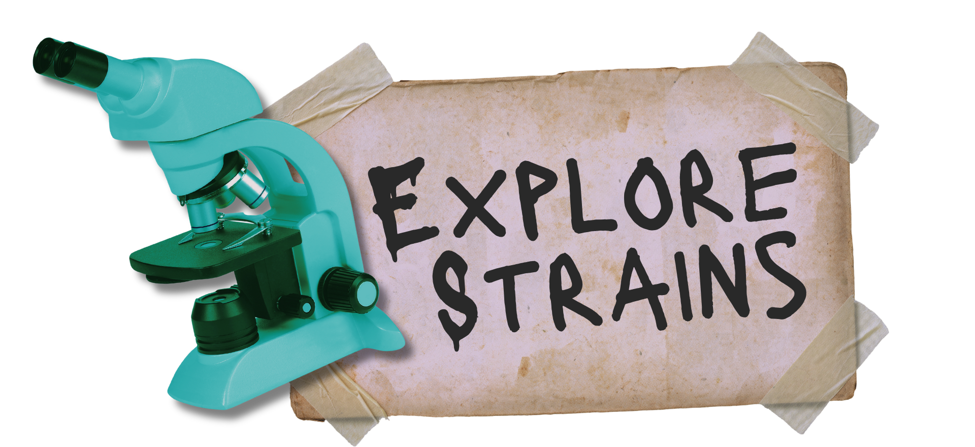 explore strains from Carroll County Cannabis Company