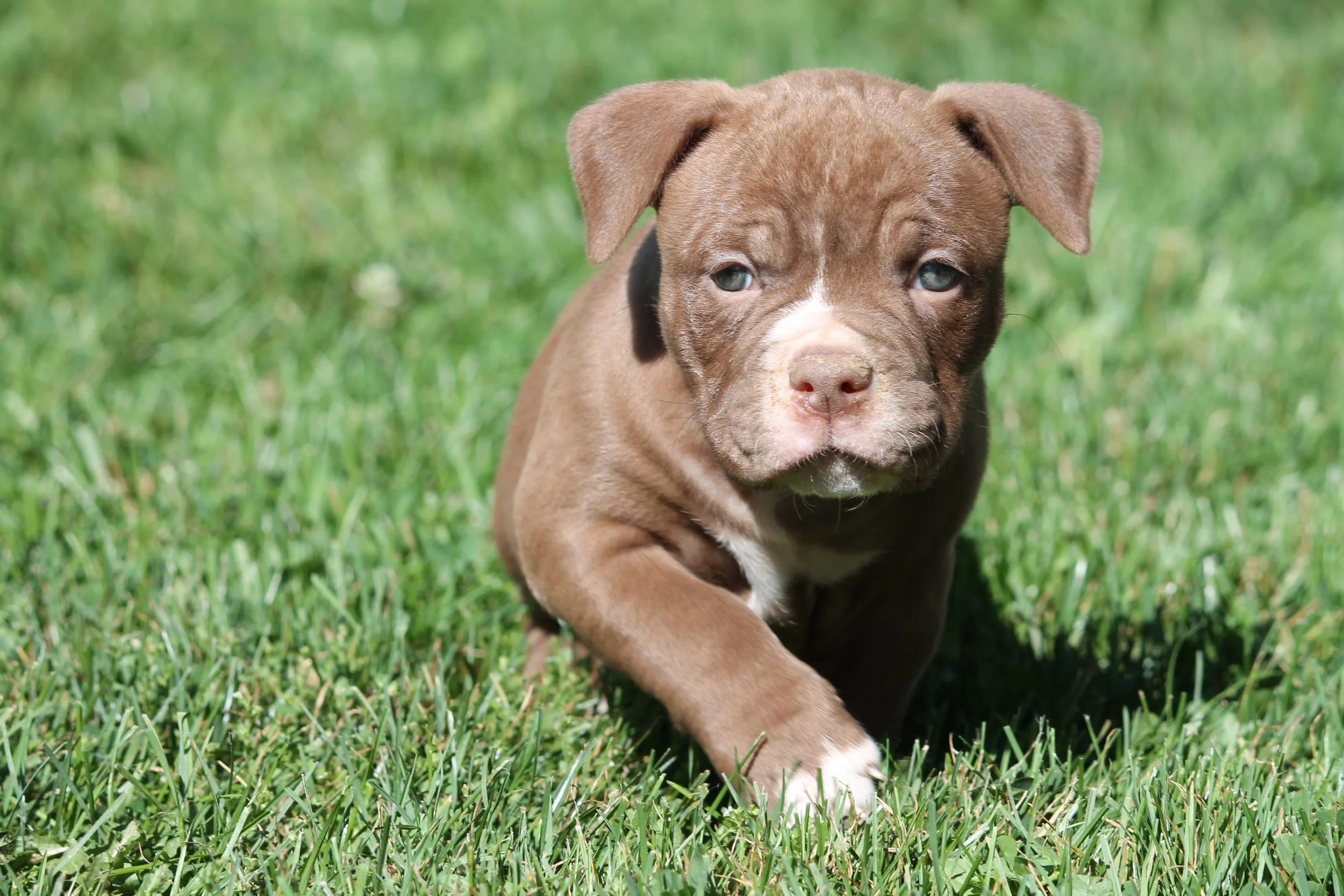 MIDGE6WK (2).JPG