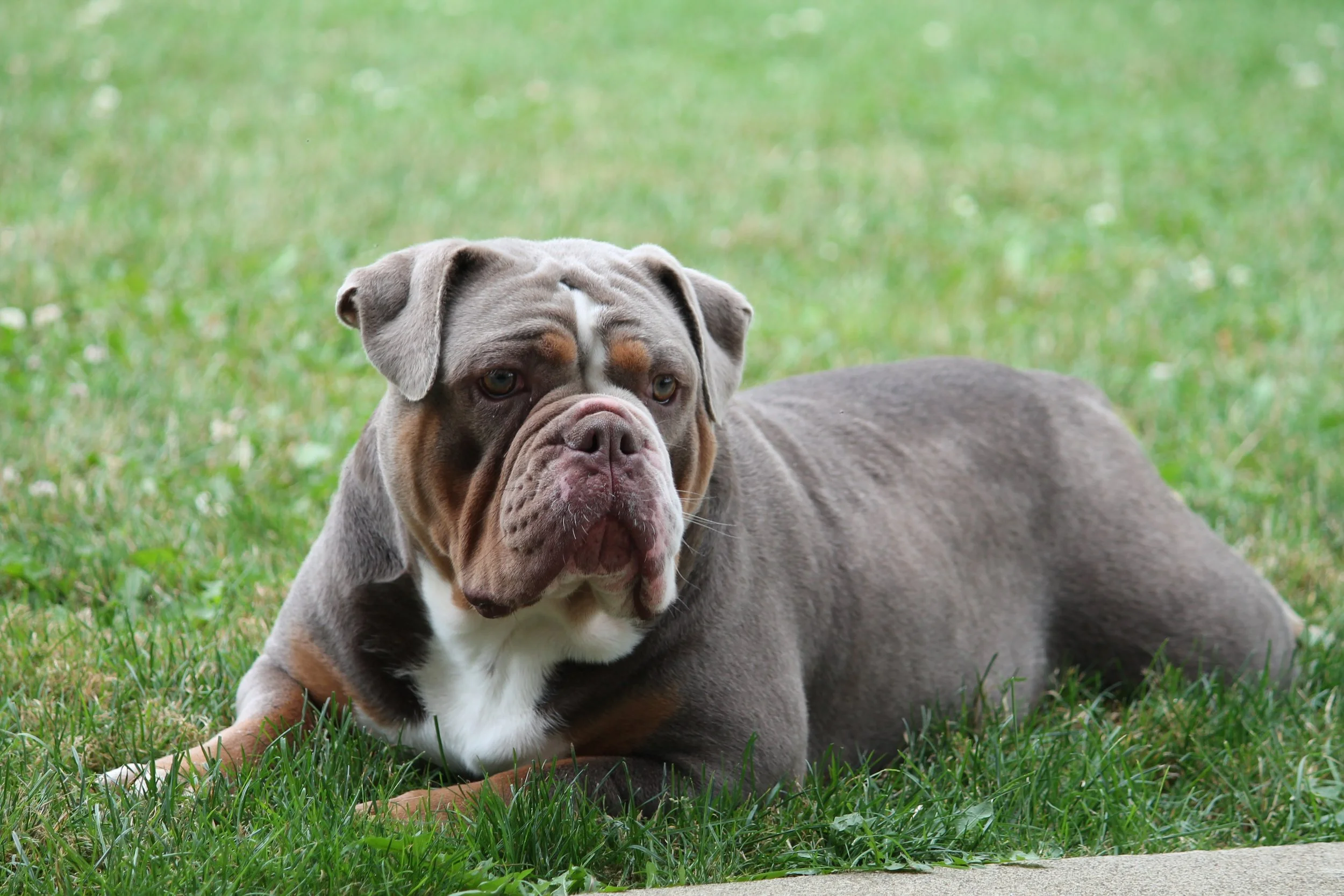 A large, muscular bulldog standing on green grass outdoors with a wooden fence in the background.