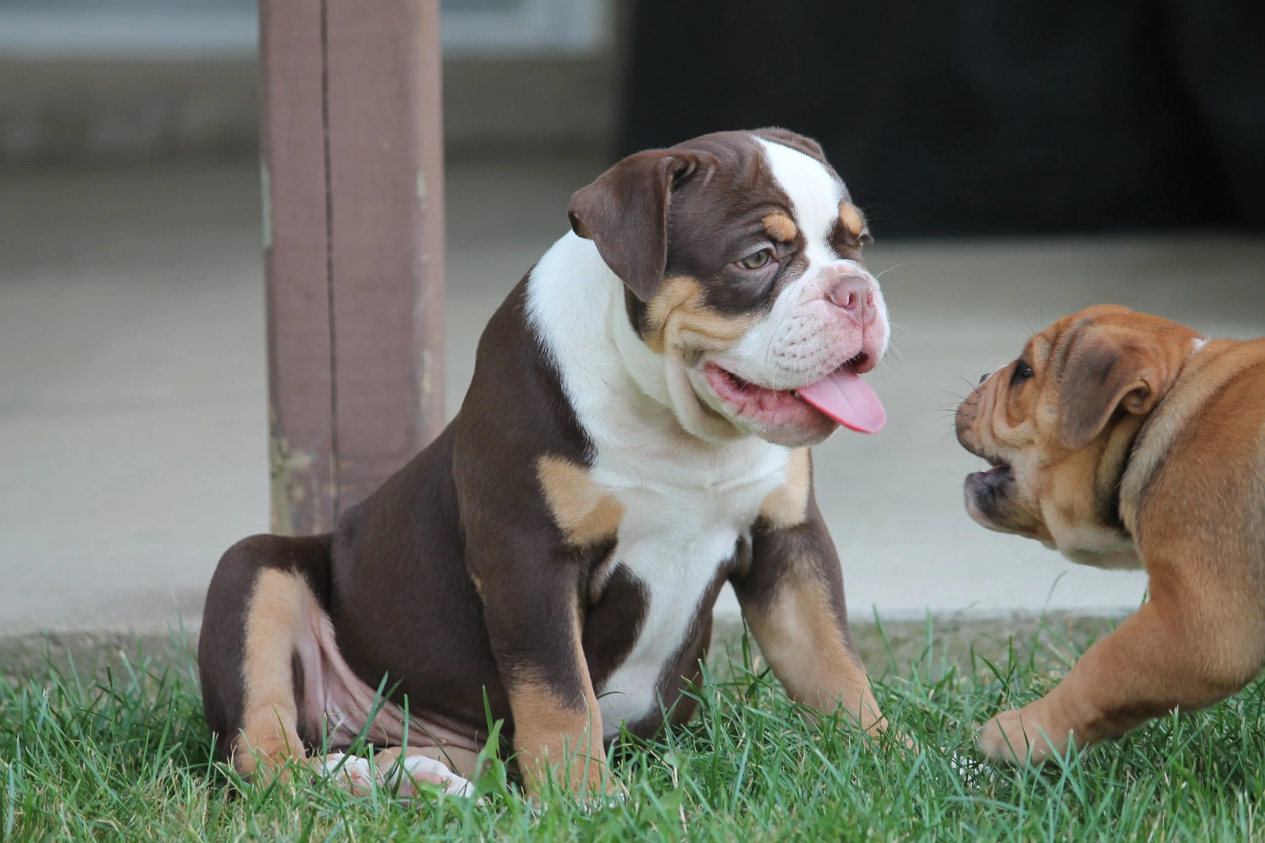 CANDYLAND@11weeks (3).JPG