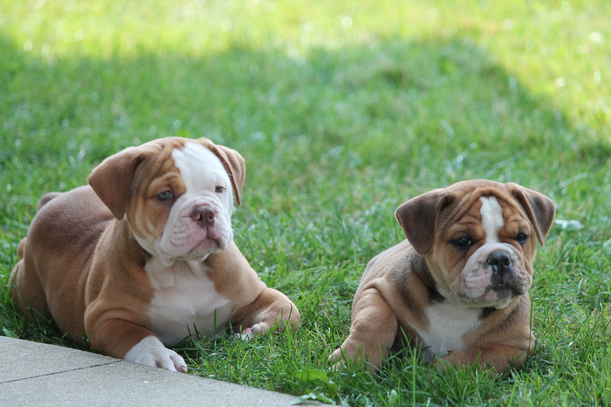 CUPCAKES@8weeks (2).JPG