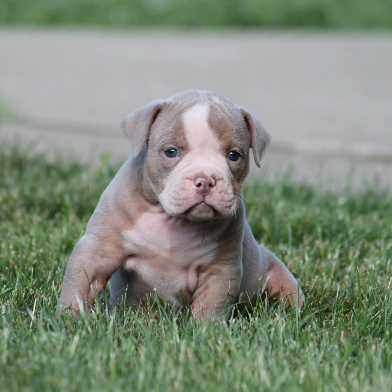 YAHTZEE-MALE, 3000