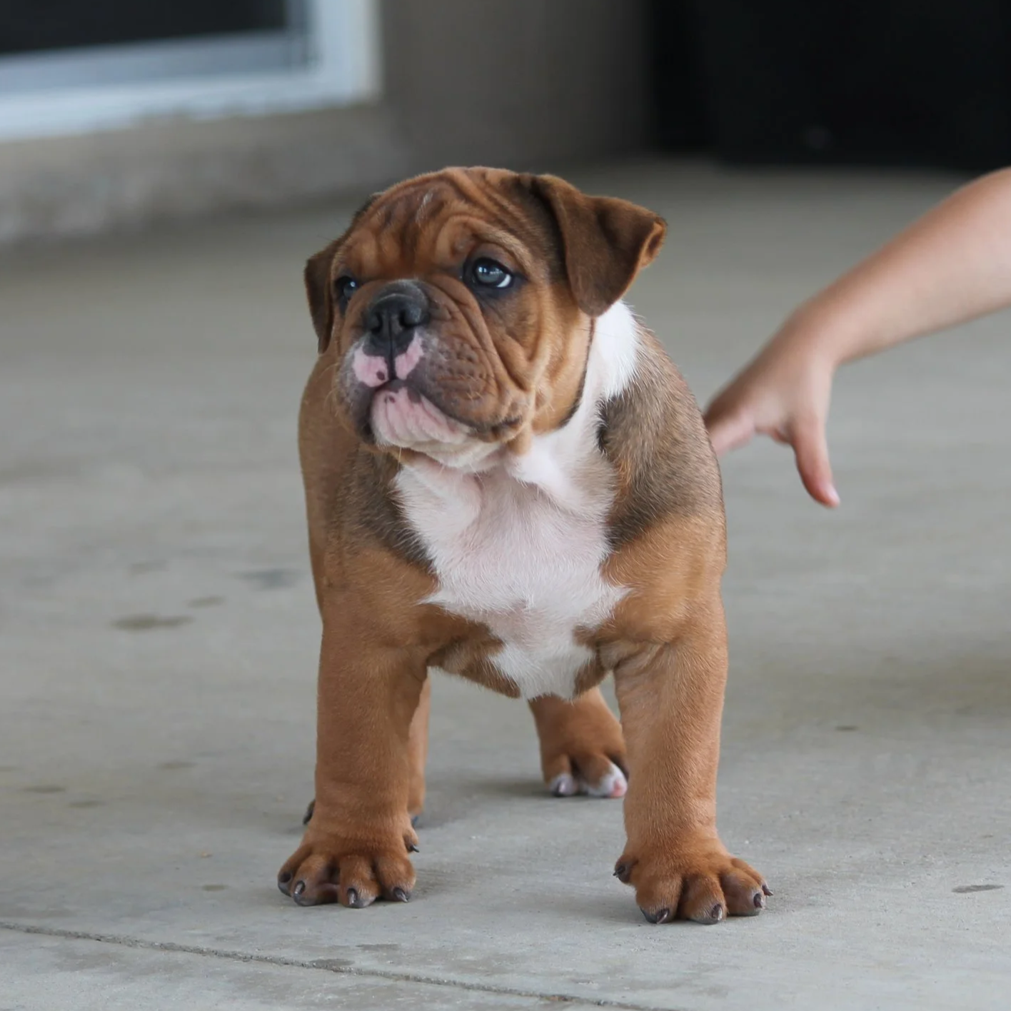 OTIS%408weeks+%282%29.png