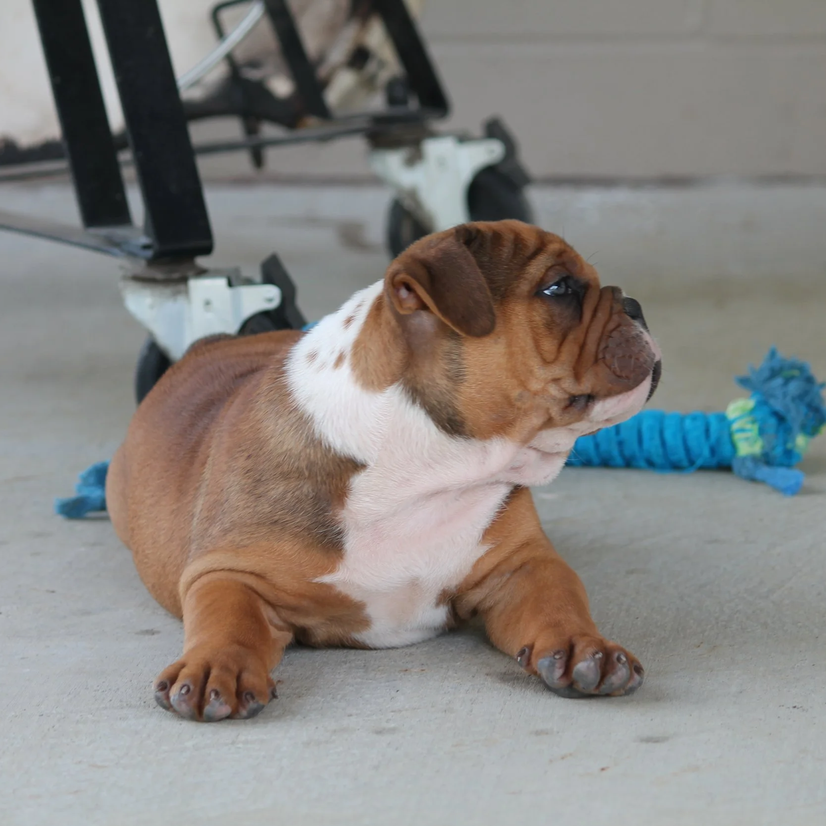 OTIS%408weeks+%285%29.png