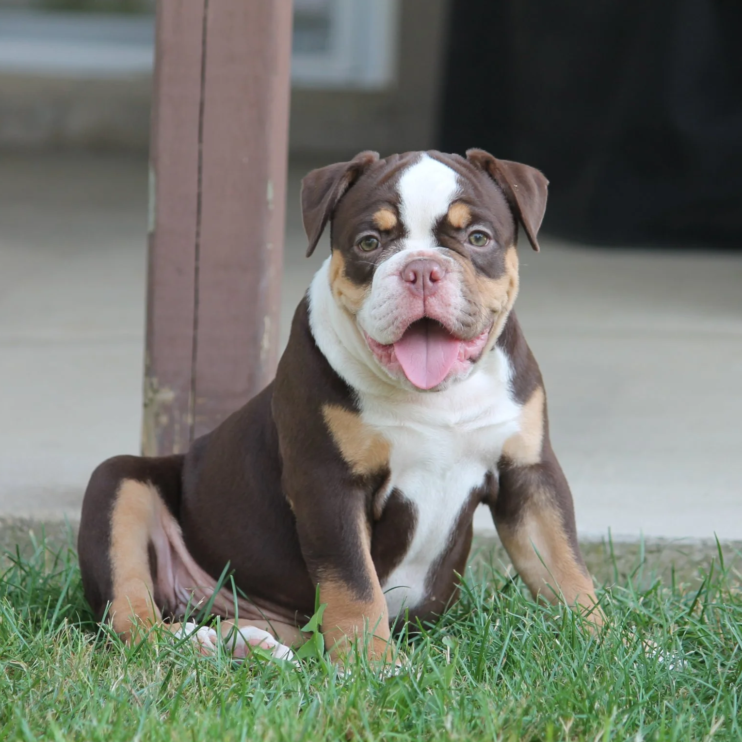 A cute puppy with a brown and white coat lying on green grass.